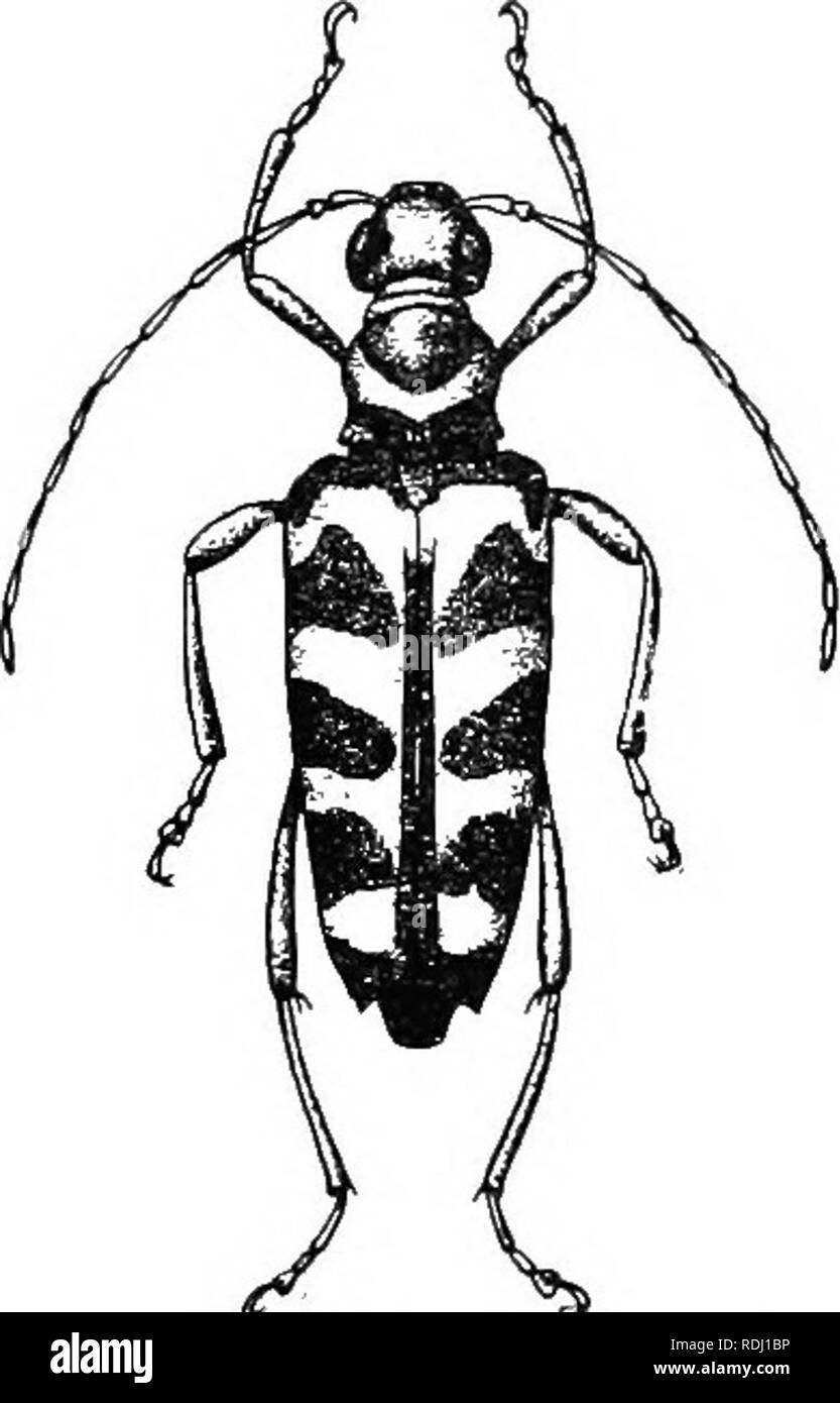 . An illustrated descriptive catalogue of the coleoptera or beetles (exclusive of the Rhynchophora) known to occur in Indiana : with bibliography and descriptions of new species . Beetles. 1056 fa:m[ly Lit.—cerajibycid.e. 1952 (0319). Leptuea NITENS Fiirst.. Xov. Spec. Ins., 1771, 45. Elongate, robust. Black ; body beneath, mar- gins of thorax and four elytral bands densely clothed with golden yellow pubescence; antennas dark reddish-brown; legs pale reddish-yellow. Thorax convex, with transverse impressed lines before and behind. Elytral bands broader at the suture, the basal one curving outw Stock Photo
