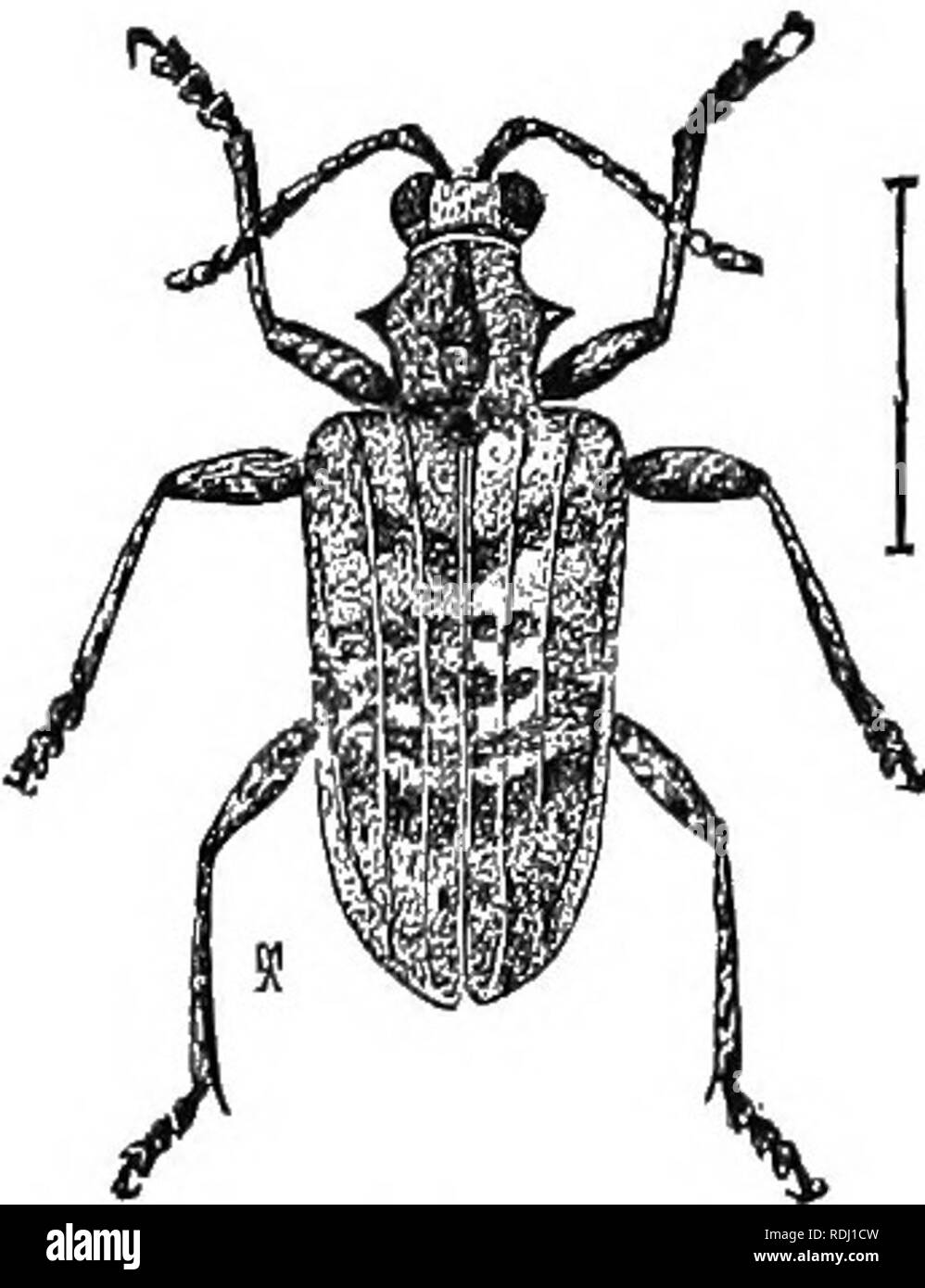. An illustrated descriptive catalogue of the coleoptera or beetles (exclusive of the Rhynchophora) known to occur in Indiana : with bibliography and descriptions of new species . Beetles. 1048 FAMILY LII.—CERAMBYCID^. XLI. Rhagium, Fab. 1775. (Gr., &quot;to tear.&quot;) Anteniiii? short, scarcely reaching the base of elytra; eyes rather small, oblong, slightly cmarginate; prosternum prominent between the front coxa;. One species occurs throughoixt the northern United States. lO.'W (n2:'2). Rhagium lineatum Oliv., Ent, I, 1795, 69. Elongate, rather robust. Black, mottled with brown and grayis Stock Photo