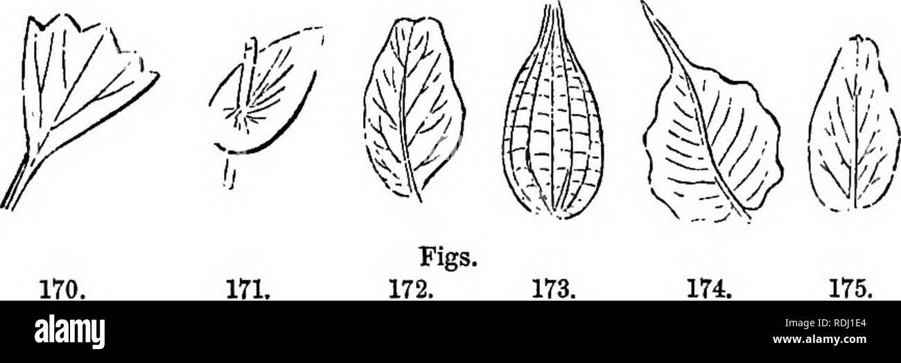 . A Manual of botany : being an introduction to the study of the structure, physiology, and classification of plants . Botany. FORMS OF SIMPLE LEAVES. 89 comes lanceolate (lancea, a lance). If the middle veins only exceed the others slightly, and the ends are convex, the leaf is either rounded (rotundatus), as in fig. 179, elliptical (fig. 177), oval (fig. 164), or oblong (fig. 165). If the veins at the base are longest, the leaf is ovate or egg-shaped, as in Chickweed (fig. 167), and if those at the apex are longest, the leaf is obovate, or inversely egg-shaped. Leaves are cuneate (cunms, a w Stock Photo