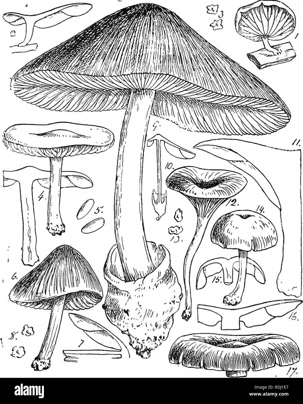 . British fungus-flora. A classified text-book of mycology. Fungi. 236 FUNGUS-FLOEA.. FIGUKES ILLUSTRATING THE SEODOSPOBAE. Fig. 1, Claitdopus depluens; a large specimen; nat. size;—Fig. 2, Tsectiou of same ; nat. size;—Fig. 3, spores of same; X 400;—Fig. 4, J'luteus pellitus and section of same; nat. size;—Fig. 5, spores of same ; X 400;—Fig. 6, Nolanea pascua; lialf nat. size;—Fig. 7, section of «ame; half nat. size ;—Fig. 8, spores of same; x 400 ;—Fig. 9, Volvaria. Please note that these images are extracted from scanned page images that may have been digitally enhanced for readability - c Stock Photo