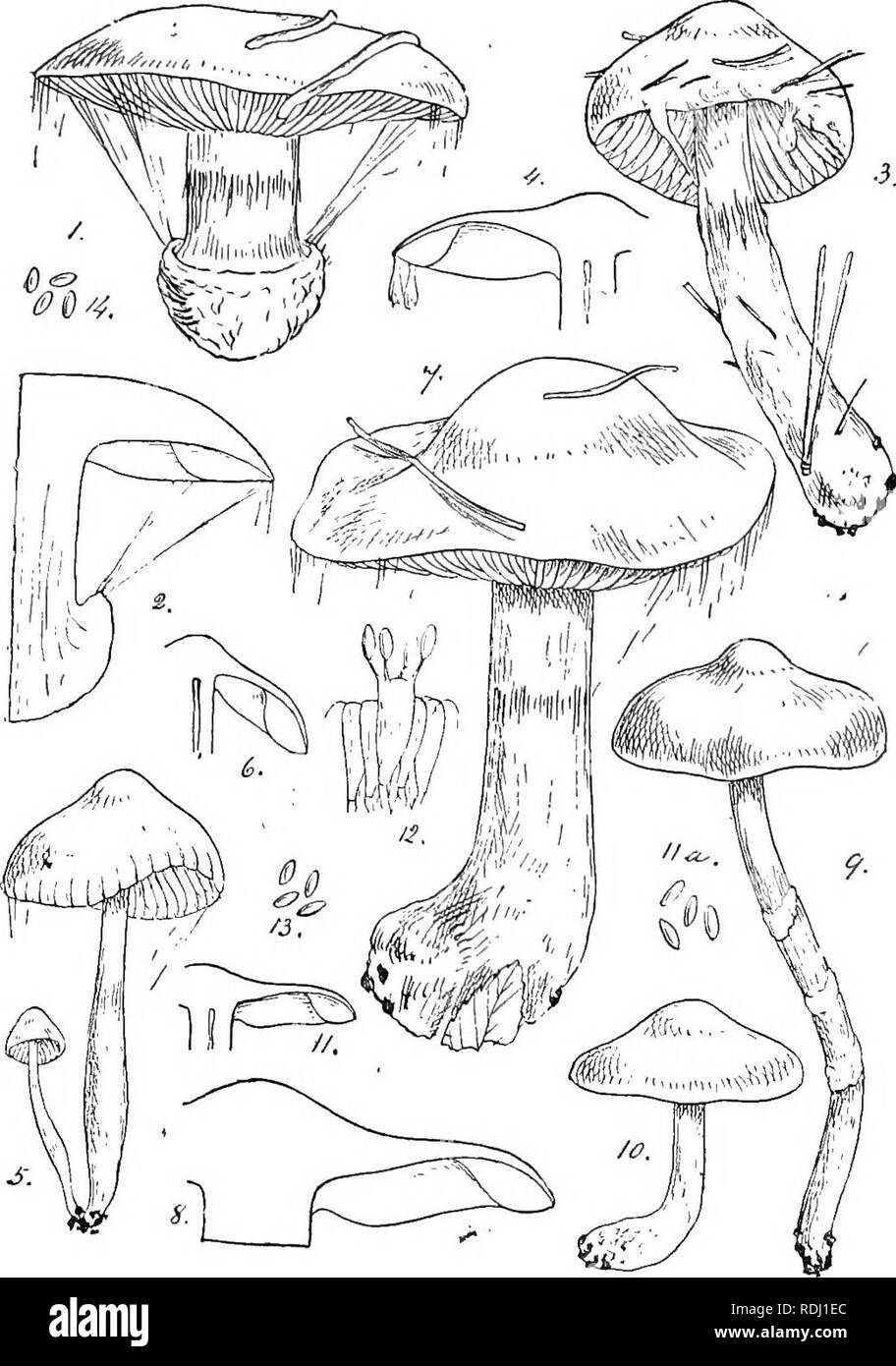 . British fungus-flora. A classified text-book of mycology. Fungi. 16 FUNGUS-FLOEA.. Please note that these images are extracted from scanned page images that may have been digitally enhanced for readability - coloration and appearance of these illustrations may not perfectly resemble the original work.. Massee, George, 1850-1917. London, New York, G. Bell &amp; Sons Stock Photo