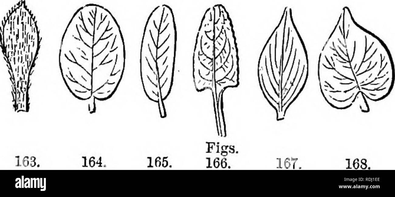 . A Manual of botany : being an introduction to the study of the structure, physiology, and classification of plants . Botany. ng. 160. 162.. 169. Pig. 160. Orbicular leaf of Hydroootyle vulgaris. Radiating venation, j), Petiole. ;, Lamina. Fig. 161. Peltate leaf of the Castor-oil plant {RidMus communis). Radiating venation, p, Petiole or leaf-stallt. I, Lamina or blade. Fig. 162. Linear, or acicular leaf of Fir. Pig. 163. Spatlmlate leaf of Daisy. Fig. 164. Oval leaf. Fig. 165. Oblong leaf. Fig. 166. Petiolated, reticulated, somewhat oblong leaf, truncate at the base. Fig. 167. Ovate pointed  Stock Photo