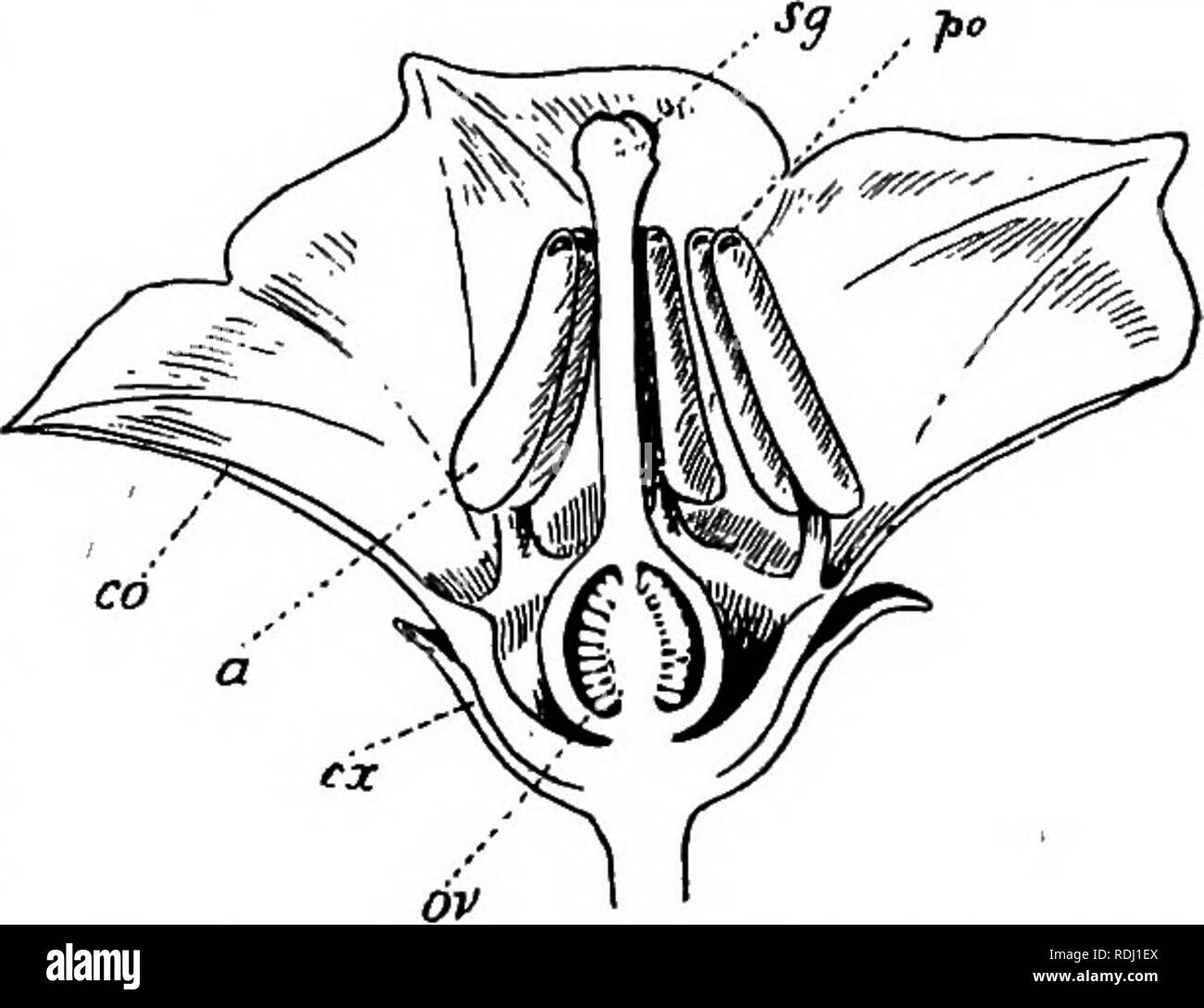 Elementary Botany Botany Two E G Poppy Or More Whorls In Some Flowers The Petals Are Spirally Arranged E G Quot Double Buttercups Quot When The Perianth Of A Flower Does Not Con Sist Elementary Botany Botany Two E G Poppy Or More Whorls In Some Flowers The Petals Are Spirally Arranged E G Quot Double Buttercups Quot When The Perianth Of A Flower Does Not Con Sist