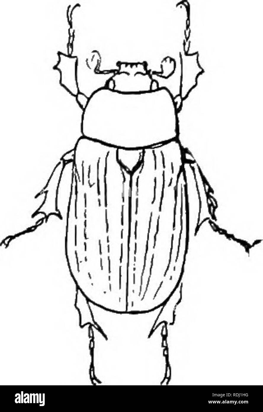 . An illustrated descriptive catalogue of the coleoptera or beetles (exclusive of the Rhynchophora) known to occur in Indiana : with bibliography and descriptions of new species . Beetles. 992 FAMILY L. HCAHAB/EIDiE. 1852 (5871). LiOYKUs relictus Say, Journ. Phil. Acad. Nat. S ,194; ibid. II, 296. Oblong, very robust. Piceous black, shining. Trans- verse carina of head interrupted at middle; elypeus with two teeth. Thorax strongly convex, hind angles broadly rounded, surface finely and sparsely punc- tured. Elytra with rather fine punctures, those of center of disk arranged in three double row Stock Photo