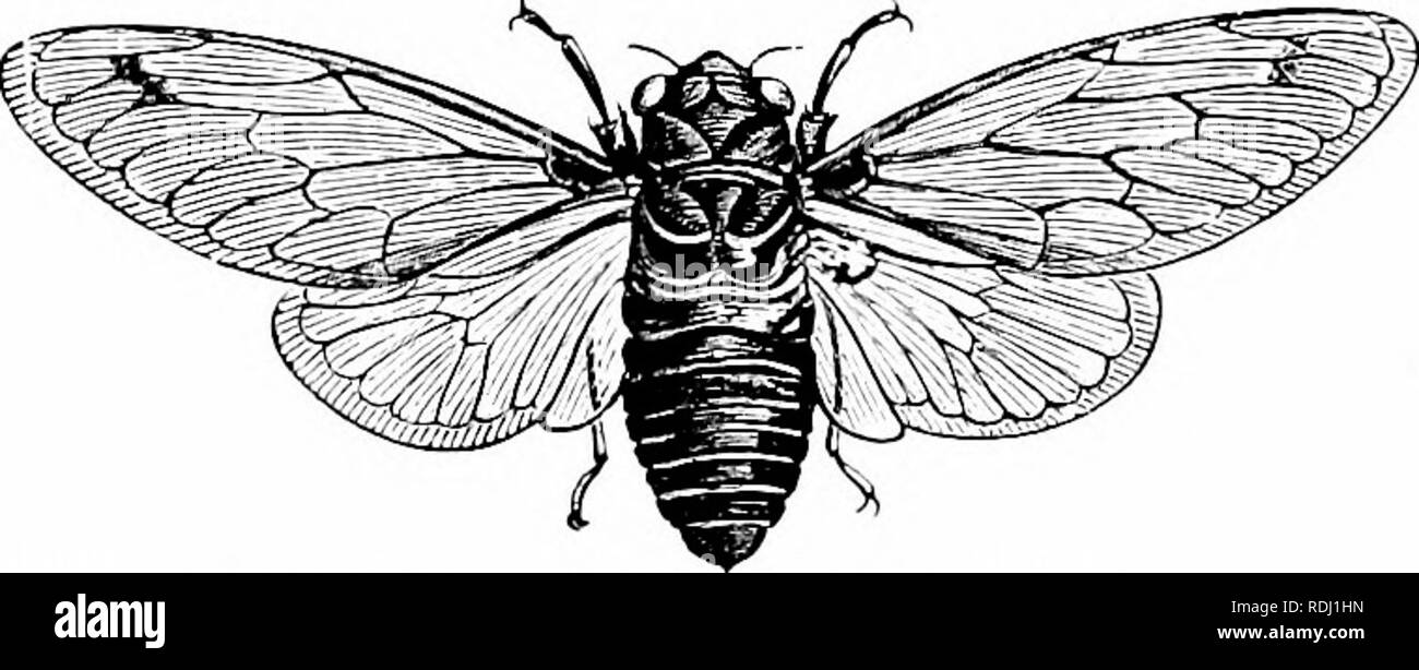 Buzzing with insects Black and White Stock Photos & Images - Alamy