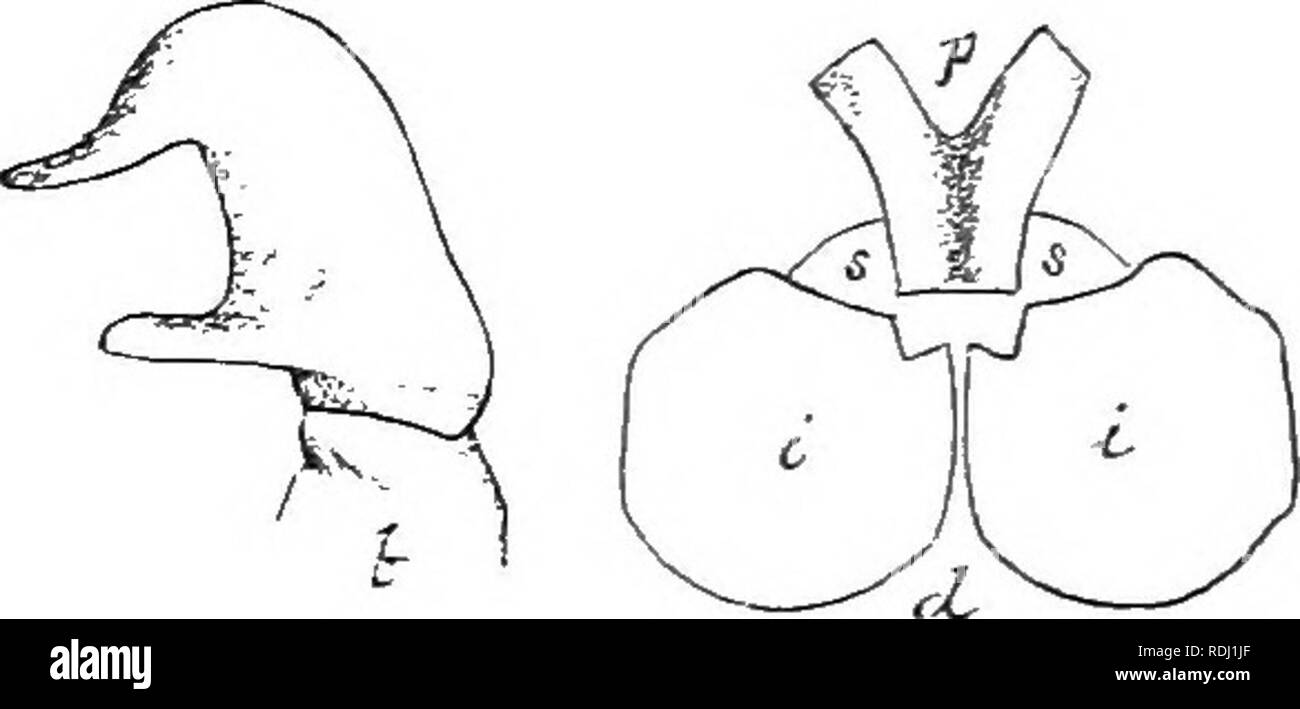 . An illustrated descriptive catalogue of the coleoptera or beetles (exclusive of the Rhynchophora) known to occur in Indiana : with bibliography and descriptions of new species . Beetles. . Please note that these images are extracted from scanned page images that may have been digitally enhanced for readability - coloration and appearance of these illustrations may not perfectly resemble the original work.. Blatchley, W. S. (Willis Stanley), 1859-1940. Indianapolis : Nature Pub. Co. Stock Photo