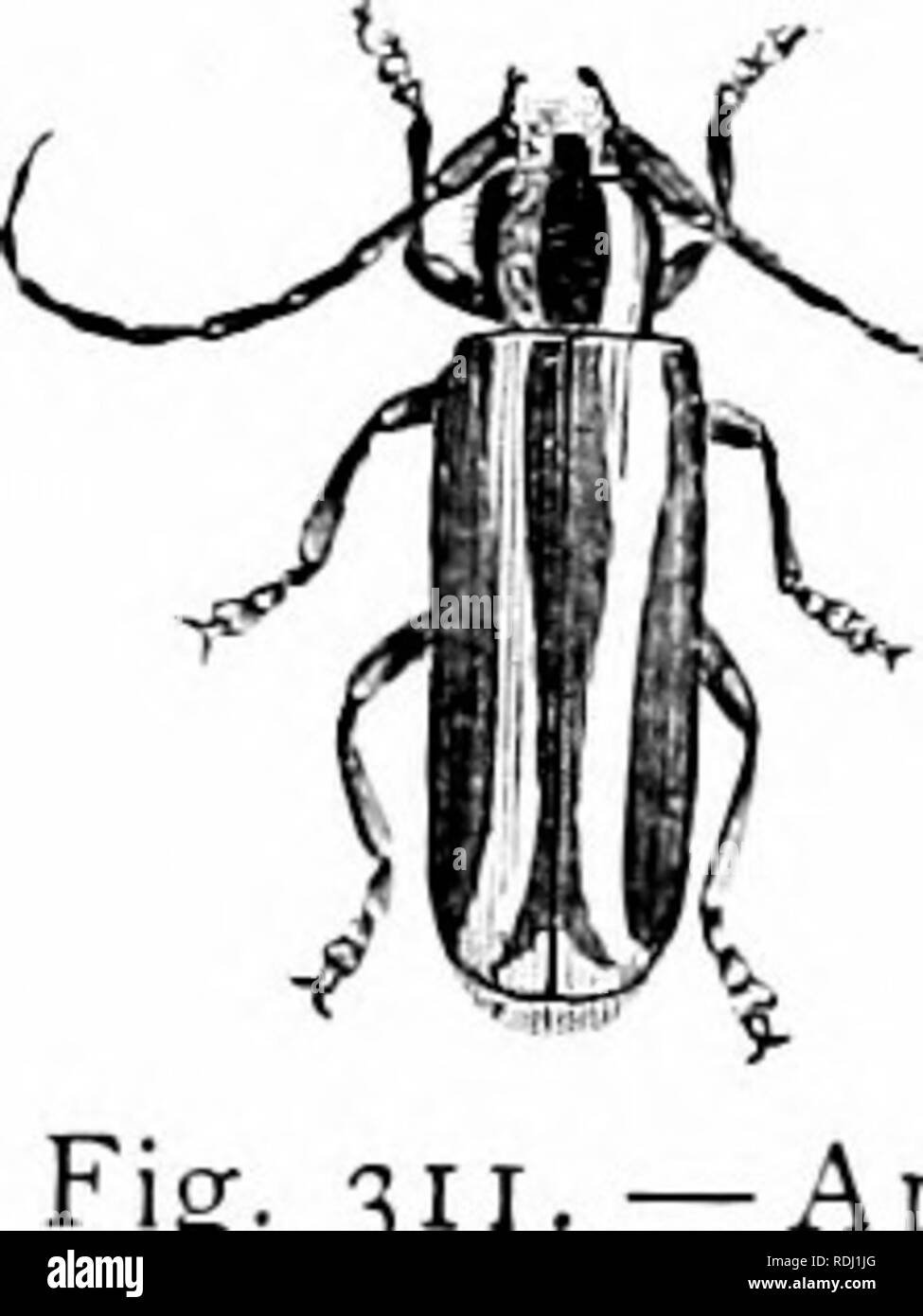 . Natural history of animals;. Zoology. i8o ARTHRUPUDS : INSECTS. Pine Weevil, in the larva state, lives in the trunk of the pine, in hich it cuts passages in various direc- tions. The Long-snouted Nut Wecxil, in the larva state, lives in nuts. The Plum Weevil, when shaken from the tree, looks like a dried bud. This weevil makes a crescent-shaped wound on the surface of the plum, in which it lays an egg; from the egg there hatches a whitish grub, which burrows into the plum, even to the stone. The Rice Weevil feeds upon rice, wheat, and Indian corn. It is about one tenth of an mch long, with Stock Photo
