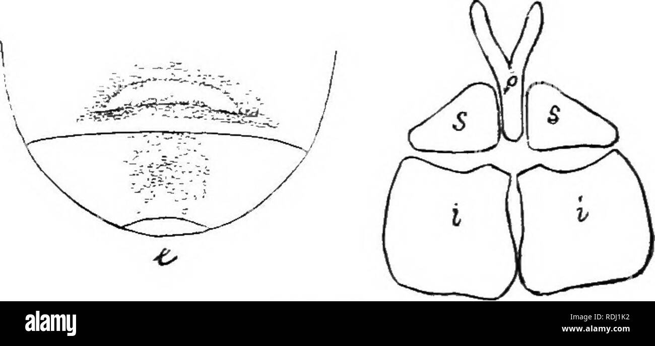 . An illustrated descriptive catalogue of the coleoptera or beetles (exclusive of the Rhynchophora) known to occur in Indiana : with bibliography and descriptions of new species . Beetles. . Please note that these images are extracted from scanned page images that may have been digitally enhanced for readability - coloration and appearance of these illustrations may not perfectly resemble the original work.. Blatchley, W. S. (Willis Stanley), 1859-1940. Indianapolis : Nature Pub. Co. Stock Photo