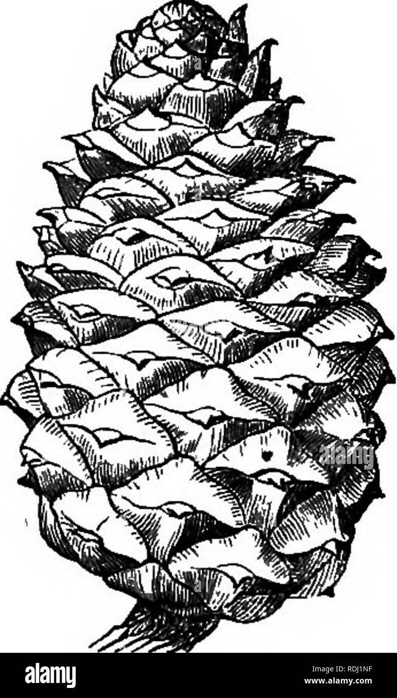 Download 600 Koleksi Gambar Flora Moras Macraura Paling Bagus HD