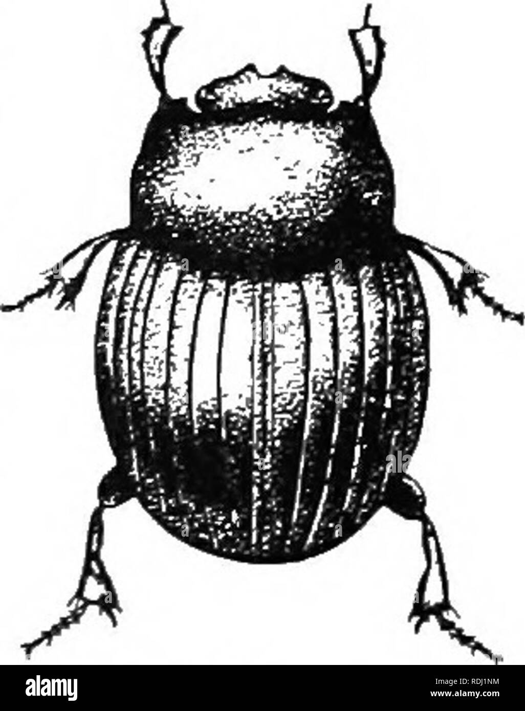 . An illustrated descriptive catalogue of the coleoptera or beetles (exclusive of the Rhynchophora) known to occur in Indiana : with bibliography and descriptions of new species . Beetles. THE lamei.ljcorn bet:tles. 915 2Tirs beneath flat stones on hillsides near Wyandotte Cave. This and the next are the smallest species of the genus. L727 (5439). Canthon pebpubxi's Lee, Journ. Phil. Acad. Nat. Sci., Ser. 2, I, 1847, 85. Broadly oval or subrotund. Brown bronzed, shining. Thorax rather loarsely punctured. Elytra more finely punctured, each puncture bearing 1 very small, recumbent, scale-like ha Stock Photo