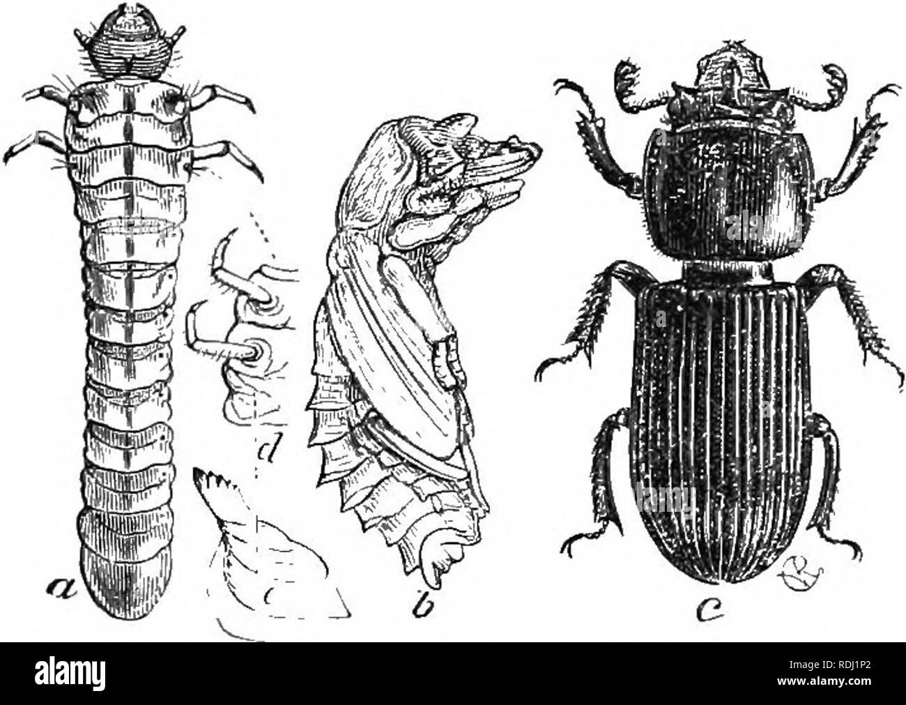 . An illustrated descriptive catalogue of the coleoptera or beetles (exclusive of the Rhynchophora) known to occur in Indiana : with bibliography and descriptions of new species . Beetles. 908 FAMILY XLIX.—LTTCANID^,. Throughout the State; frequent. April 10-October 25. Occurs in and about decaj'ing beech, oak and other logs. V. Passalus Fabr. 1792. (Gr., &quot;a post or peg.&quot;) Mentum dec])ly emarginate, the notch being filled by the large horn-like ligula; anteunjT stout, not elbowed, but in repose so curved as to appear so; body distinctly pedunculate, the scutelltim in front of the bas Stock Photo