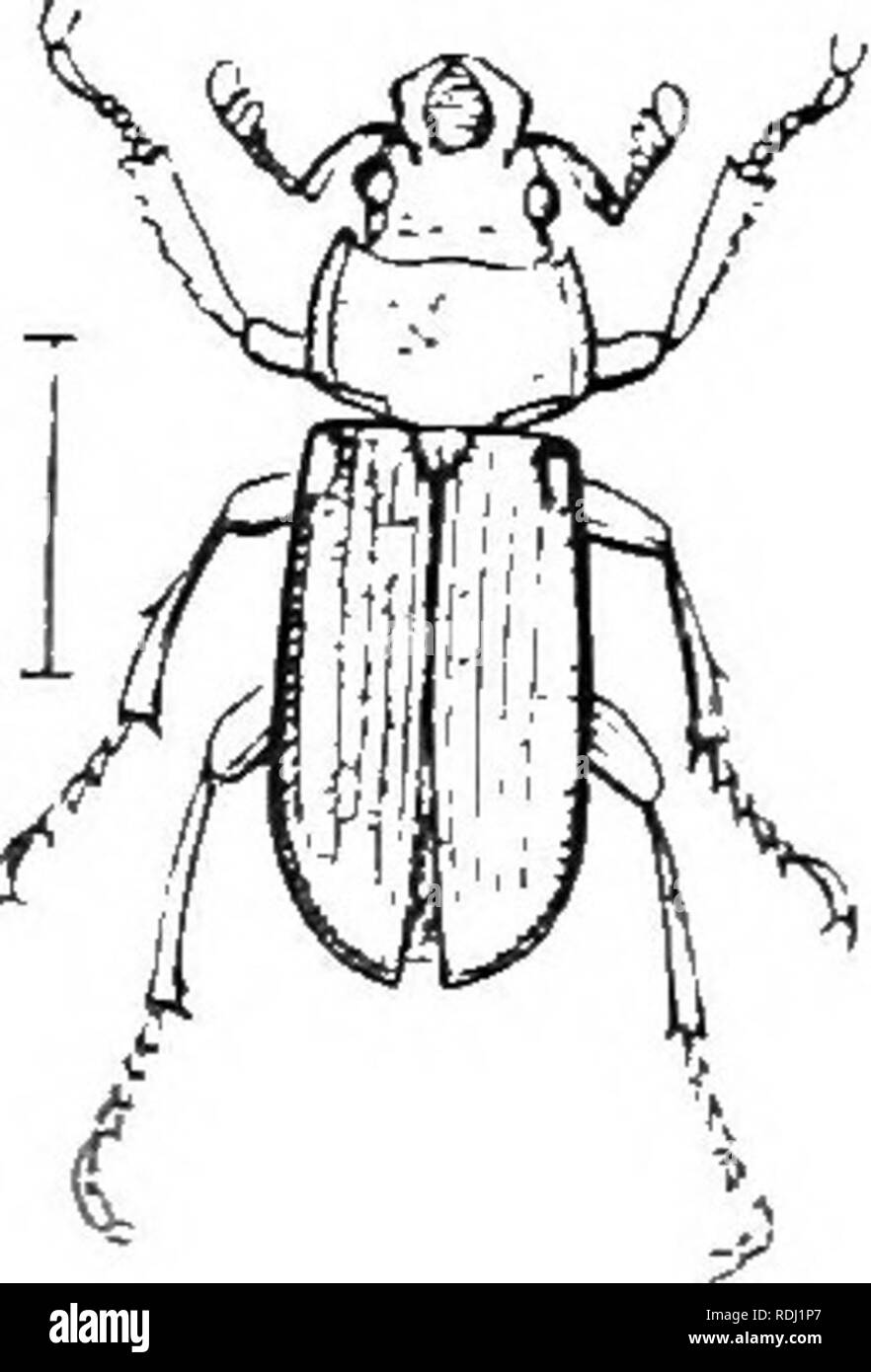 . An illustrated descriptive catalogue of the coleoptera or beetles (exclusive of the Rhynchophora) known to occur in Indiana : with bibliography and descriptions of new species . Beetles. THE STAG BEETLES. 907 bles with a large median tooth which points obliquely inward and upward. Elytra deeply striate, both striae and intervals finely and rather closely punctured. Length 15-26 mm. Throughout the State; frequent. April 27-December 8. Hi- bernates beneath old, partly burned logs. Occurs most commonly in June and July about the roots of oak, linn and maple trees and stumps, in the decaying woo Stock Photo