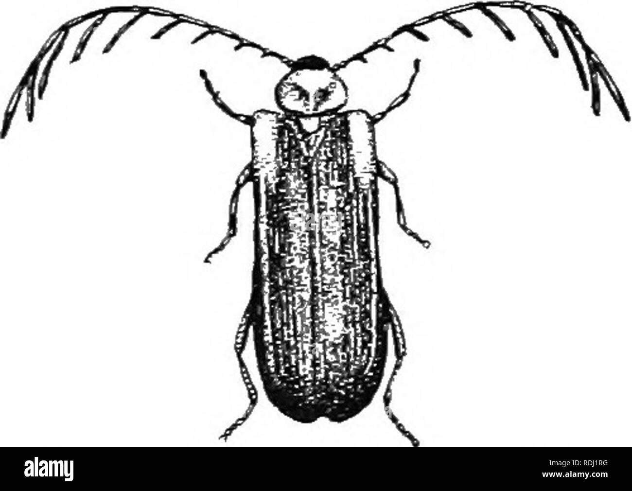 . An illustrated descriptive catalogue of the coleoptera or beetles (exclusive of the Rhynchophora) known to occur in Indiana : with bibliography and descriptions of new species . Beetles. THE DEATH-WATCH AND DRUG STORE BEETLES. 867 cc. Head very strongly deflexed and retracted, the mandibles nearly or quite reaching the metasternum. e. Metasternum and first ventral segment not grooved for the re- ception of middle and hind legs; form oblong or elongate-oval; head impressed or excavated beneath for the reception of the antennae. Trilje IX. Xtletinixi, p. ST3. ce. Middle and hind legs received  Stock Photo
