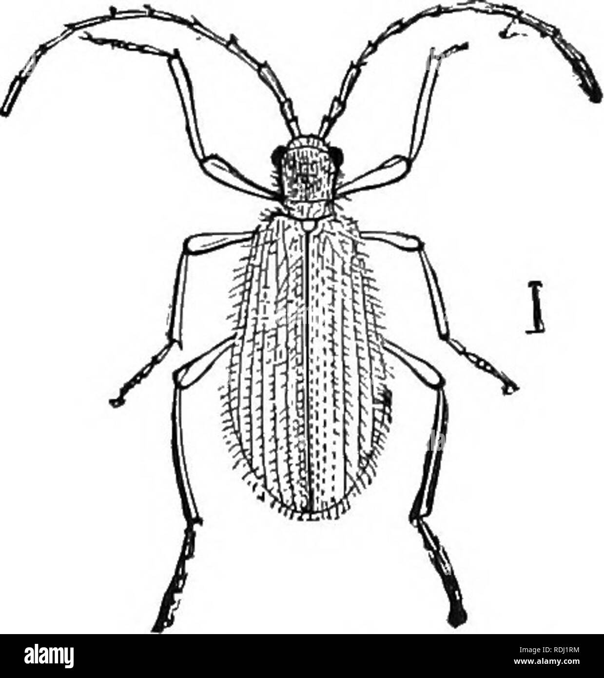 . An illustrated descriptive catalogue of the coleoptera or beetles (exclusive of the Rhynchophora) known to occur in Indiana : with bibliography and descriptions of new species . Beetles. 866 FAMILY XIJII. PTINID/K. 1651 (5240). Ptinus bbukneus Duft., Faun. Austral., Ill, 65. Very similar to fur. from whicli it is dis- tinguisliecl mainly 1&gt;y characters given in key. Color more often pale brown in both sexes. Elytra without trace or patches of recumbent scales except near humerus in the female, and these often lacking. Head behind the antennae polished and with strong punctures, these visi Stock Photo
