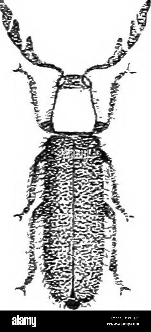 . An illustrated descriptive catalogue of the coleoptera or beetles (exclusive of the Rhynchophora) known to occur in Indiana : with bibliography and descriptions of new species . Beetles. THE ClIECKEKED BEETLES. 861 XIII. OrthoplelPa Spi-j. 1^-14. ('Gr.. &quot;straight-fside.&quot;) Eyes coarsely granulate, emargiuate in front: palpi subequal. cylindrical dr obconic; antenna- ll-.iointed, joints 9 to 11 forming a large elnb. internal angles of joints 9 and 10 more or less pro- duced, elub much Icnyir than fiiniele: tarsi rather short, tirst joint covered by the second, second and third furnis Stock Photo
