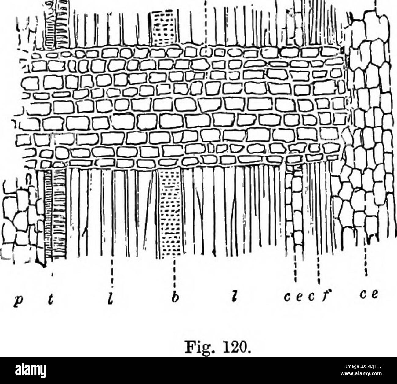 Medullary rays hi-res stock photography and images - Page 7 - Alamy