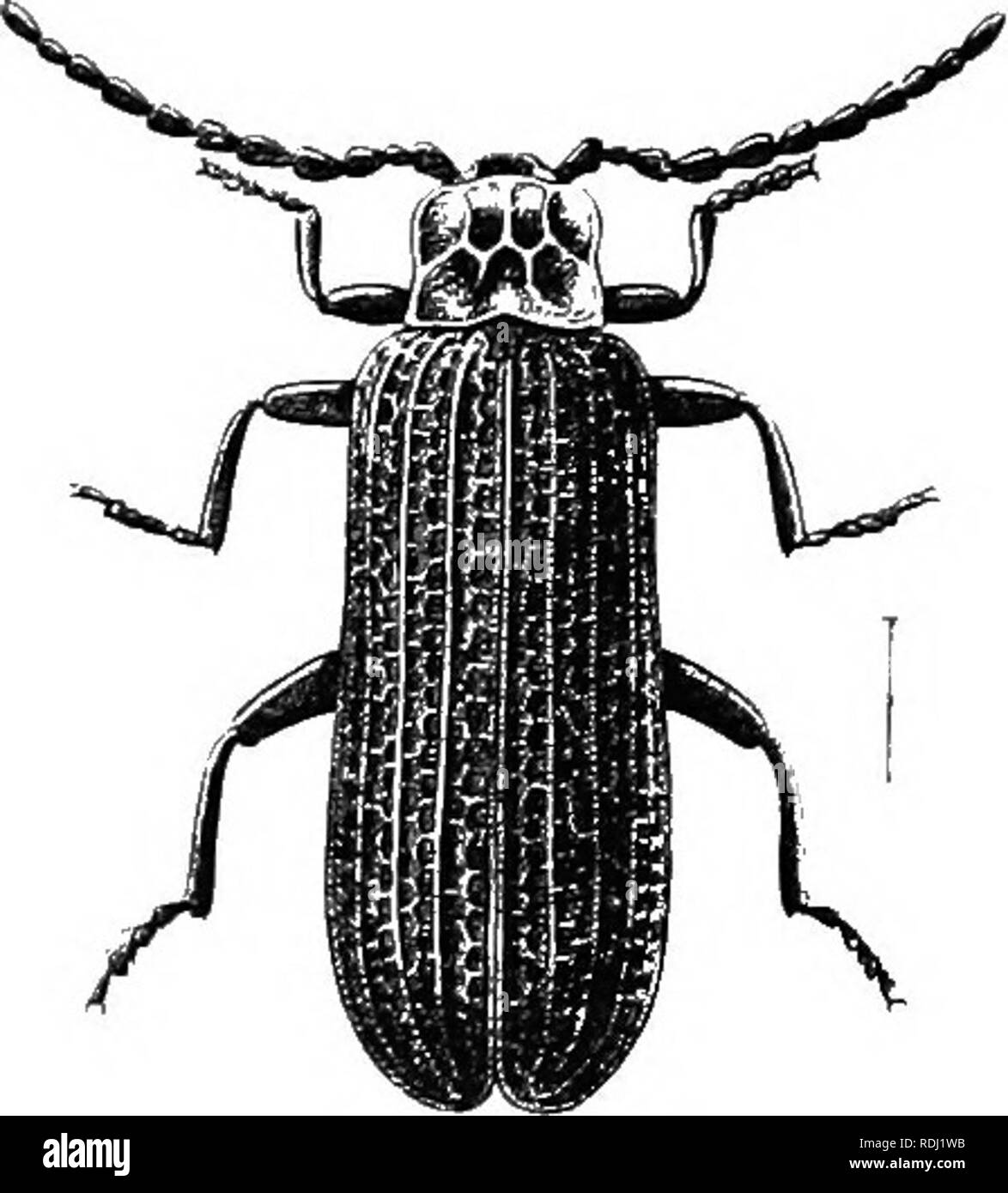 . An illustrated descriptive catalogue of the coleoptera or beetles (exclusive of the Rhynchophora) known to occur in Indiana : with bibliography and descriptions of new species . Beetles. THE FIREFLIES OR LIGHTNING BUGS. 813 1541 (4788). Ekos mundus [&lt;ay, Bost. Journ. Nat. Hist, I, 1835, 155; ibid. II, 633. Resembles the preceding but much smaller and with under side of body red or scarlet; antennae black, the two basal joints scarlet; ventral segments and tarsi often dusky. Length 6 mm. A species of southern range described by Say from Posey County. Taken l)y Bury near Cincinnati; not rep Stock Photo