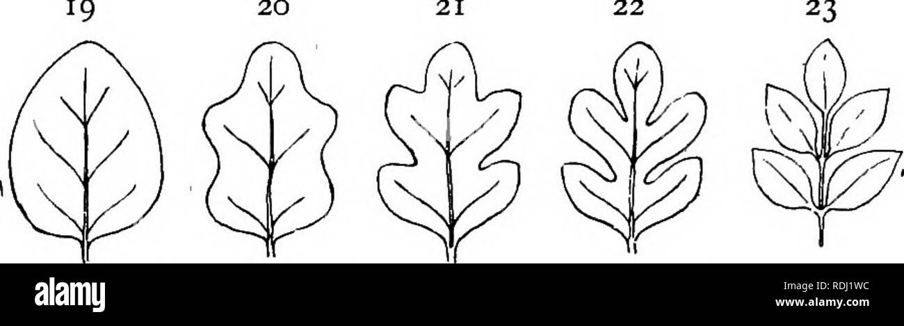Elementary botany . Botany. FOLIAGE-LEAVES 17 single mid-rib, has several  large main veins which radiate in various directions from the base of the  lamina towards its margins—e.g. Mallow. Division of the