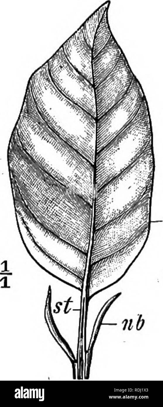 Leaf With Stipules Stock Photos Leaf With Stipules Stock Images Alamy Leaf With Stipules Stock Photos Leaf With Stipules Stock Images Alamy
