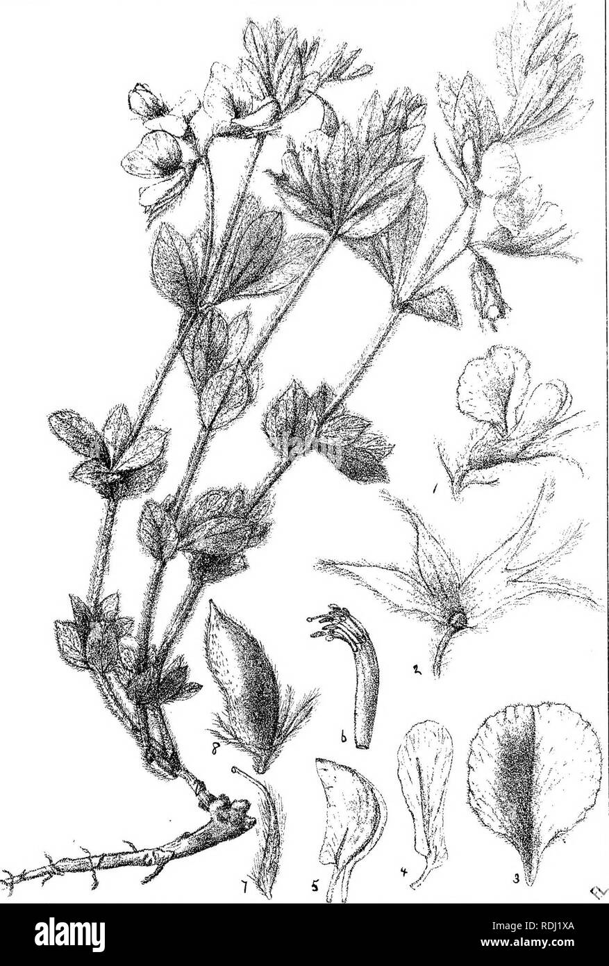 . Natal plants : Descriptions and figures of Natal indigenous plants, with notes on their distribution, economic value, native names, &amp;c., / by J. Medley Wood and Maurice S. Evans. Published under the auspices of Natal Government and Durban Botanic Society. Botany. Plate 274. Argyrolobium slipulaceum,£'&amp; Z.. Please note that these images are extracted from scanned page images that may have been digitally enhanced for readability - coloration and appearance of these illustrations may not perfectly resemble the original work.. Wood, John Medley, 1827-1914; Evans, Maurice S. (Maurice Smet Stock Photo