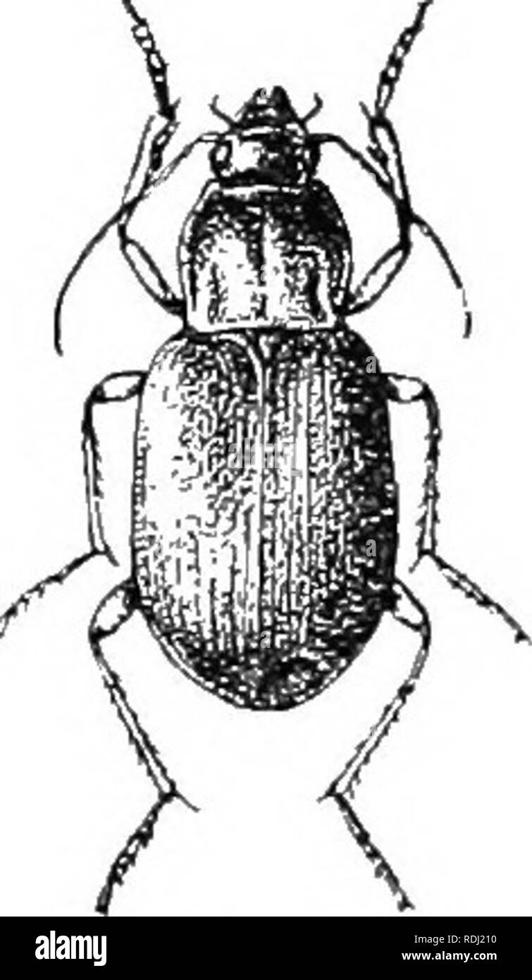 . An illustrated descriptive catalogue of the coleoptera or beetles (exclusive of the Rhynchophora) known to occur in Indiana : with bibliography and descriptions of new species . Beetles. 166 FAMILY TT. CAHABlDJi;. 298 (1001). Chl*-nius diffinis CUaud., Bull. Mosc, III, 1856, 279. Elongate-oval, robust. Bluish with ,i tinge of green; elytra darker; antenu£e brown, three basal Joints paler. Head coarsely punctured, smooth at middle and in front. Thorax with liase very little broader than apex, sides moderately curved in front, slightly converging, not sinuate near base; disk moderately convex, Stock Photo