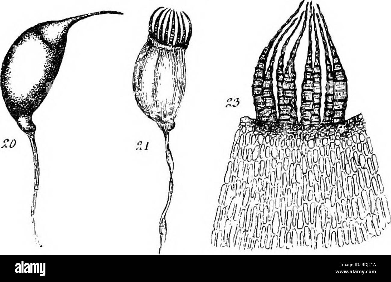 . Mosses with a hand-lens; a non-technical handbook of the more common and more easily recognized mosses of the north-eastern United States. Mosses. an inhabitant of elevated inland re- gions. The cap- sules, however, ap- pear to become curved and fur- rowed with age. Var. FiTZGER- ALDii (R. and C). I cannot agree with Mrs. Britton, whom I followed in the First edi- tion, in making this a synonym of var. orthocarpa. as it appears to be a southern and seaboard form, being very abundant about New York city. The capsules are only lightly .striate until very old, and the mouth is slightly or not a Stock Photo