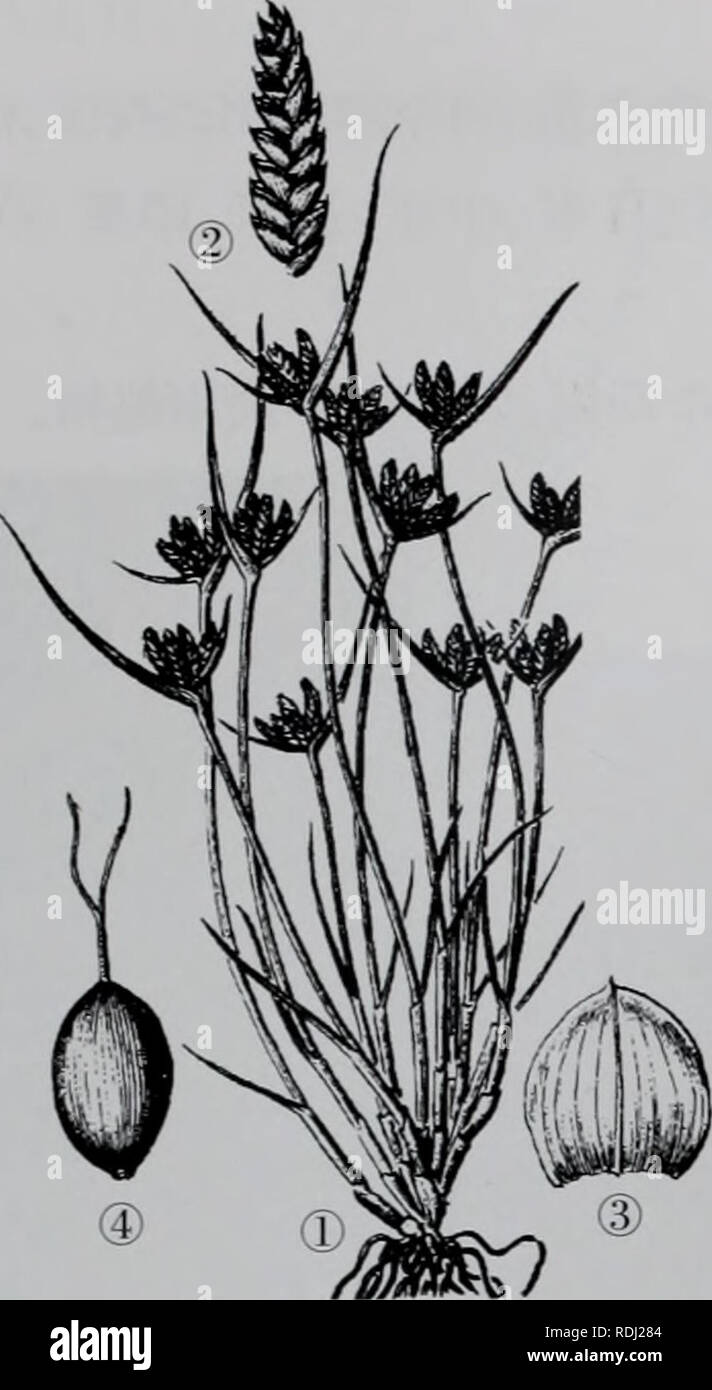 泻邪褉邪屑斜邪 nd
