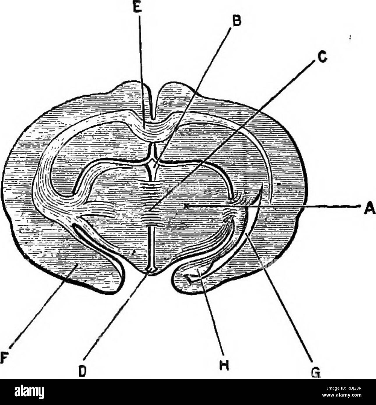. A junior course of practical zoology. Zoology. 350 mSSECTIOK OF THE