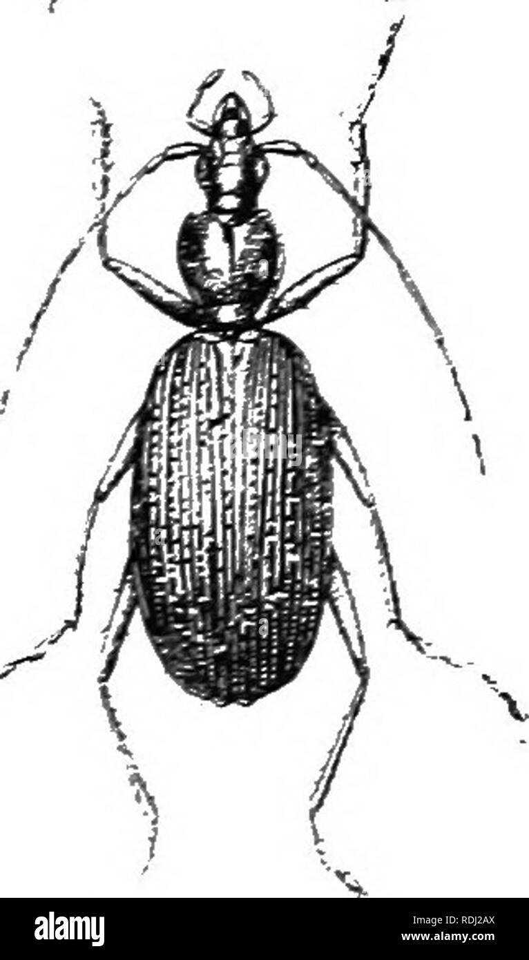 . An illustrated descriptive catalogue of the coleoptera or beetles (exclusive of the Rhynchophora) known to occur in Indiana : with bibliography and descriptions of new species . Beetles. THE GEOUJTD BEETLES. 123 behind, margin strongly reflexed, basal impressions deep. Elytra elliptical; striiB moderately deep; intervals conves, the alternate ones with a row of rather large punctures on the sides. Length IS-l.o mm. fFig. 72.) Vigo, Putnam, Monroe and Franklin comities; scarce. May 8- Oetober 4. Occurs beneath stones in deep wooded ravines. ]'.)'.:» (TfJ2i. Platyxus QUAOBiMACLLAii s Hnrn, Tra Stock Photo