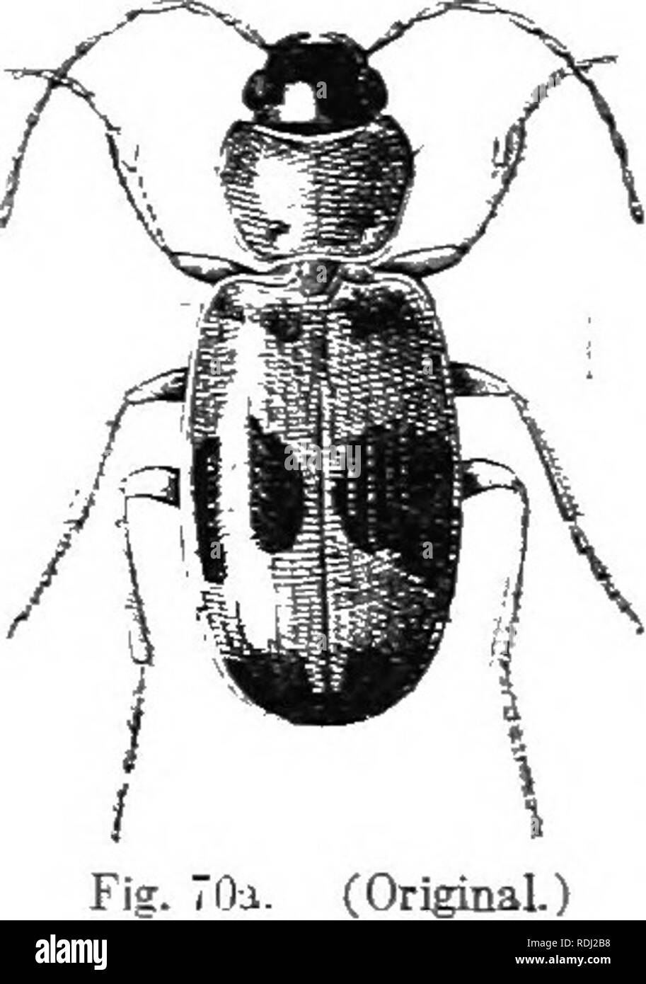 . An illustrated descriptive catalogue of the coleoptera or beetles (exclusive of the Rhynchophora) known to occur in Indiana : with bibliography and descriptions of new species . Beetles. lis FAillLY II. CAEABIIlj:. 1&gt;-S I 731,1. BAmsiER ^OTATUs Half!.. Proc. Phil. Acad. Nat. Sei.. I. 299. Elongate-oval, slender. Head and thorax black, shining; color other- wise as given in key. Thorax obcordate; hind angles obtuse; basal Impres- sions deep, linear; median impressed line entire, deep. Length Jr—1.5 mm. Lake. ^Marion. Crawford and Posey eotmties; rare. May 5-Xo- vember 8. Is'.i »I 7a2 i. P. Stock Photo