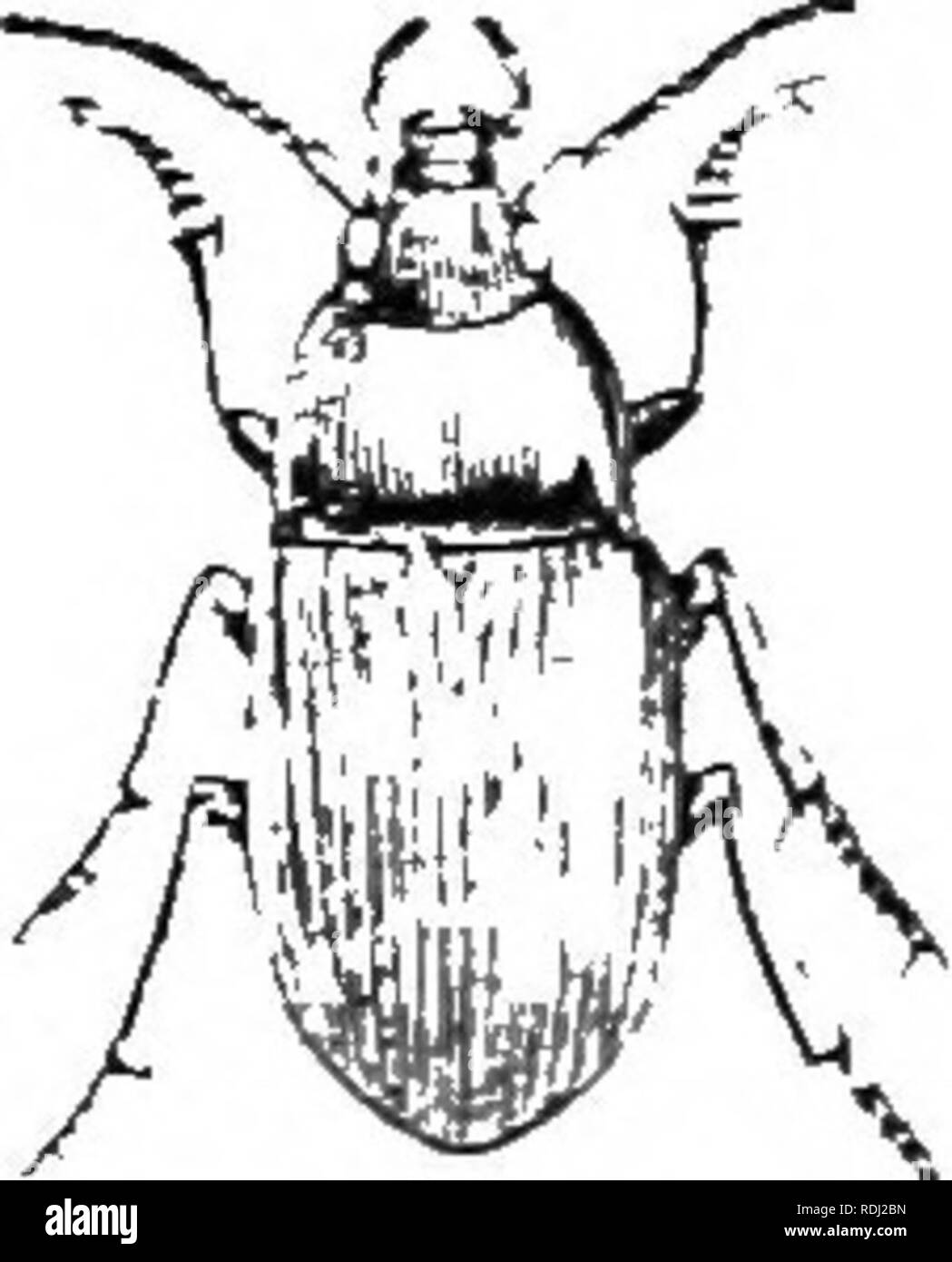 . An illustrated descriptive catalogue of the coleoptera or beetles (exclusive of the Rhynchophora) known to occur in Indiana : with bibliography and descriptions of new species . Beetles. lOS FAMILY IT. CAEABin.+;. ee. Sides of thorax not flattened; prosternum without setae; piceous. shining. 166. chalcea. dd. Prostenmm of male smooth as in the females and without setse; sides of thorax not flattened. ^ /'. Elytral striae fine, the intervals flat; thorax distinctly emarginate at apex. 167. sub^nea. ff. Elytral strife deep, the intervals convex: thorax nearly trimcate at apex. g. Foim oblnng;  Stock Photo
