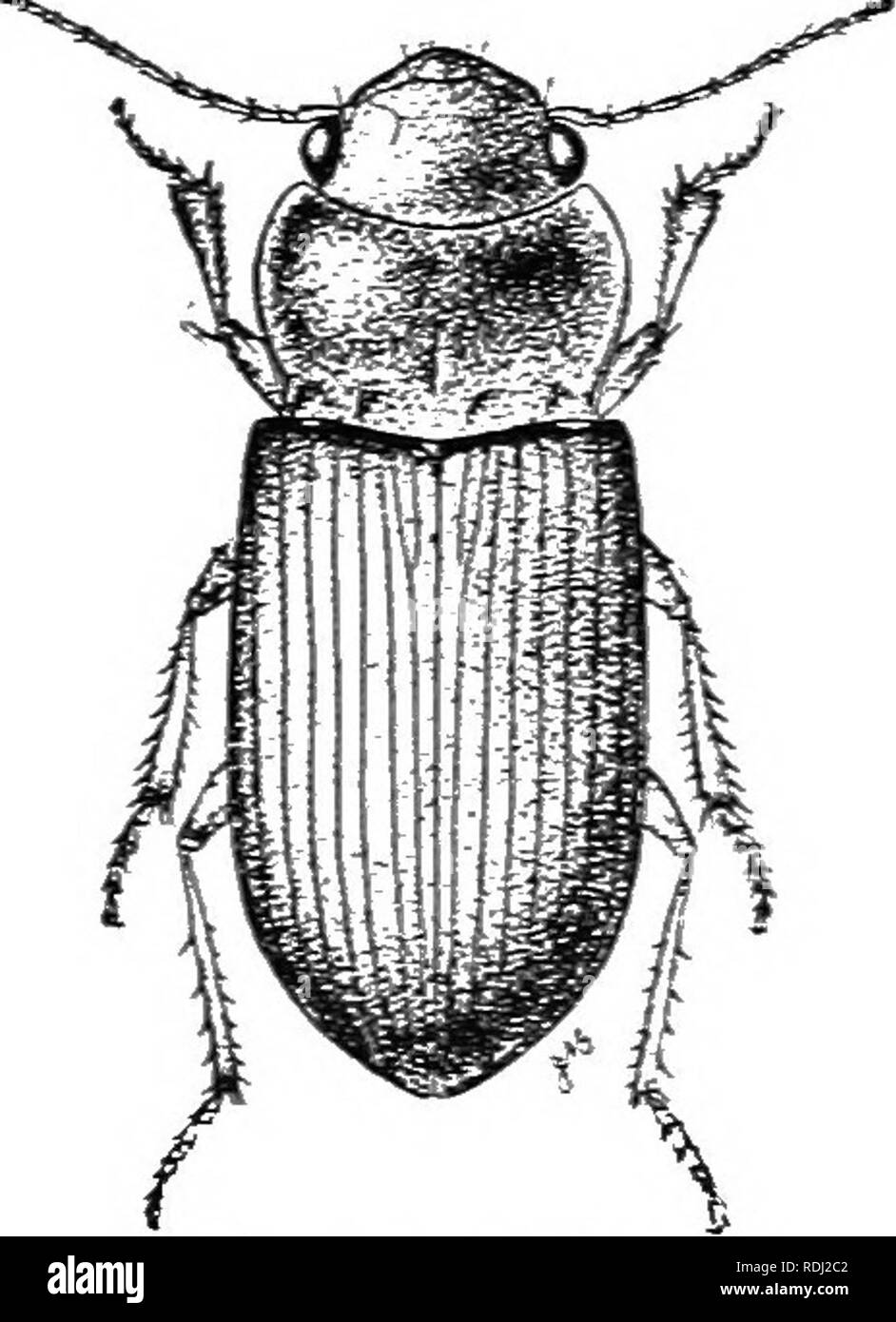 . An illustrated descriptive catalogue of the coleoptera or beetles (exclusive of the Rhynchophora) known to occur in Indiana : with bibliography and descriptions of new species . Beetles. 104 FAitILT II.- 'ababtt&gt;;f.. 153 (liiHi. Amaba exaeata Dej., Spei-., III. 1^2S. 50&quot;.J. Oblong-uval, r.'bii^r. very convex. Blacki^li-pkeous. sliinliiir: auteniiii- and l^s reddish-brown, the former as long as the head and thorax. Thorax snbquadrate, about one-half wider than long, basal impressions broad, donble, pnnctured; hind augle small, aente, very obtusely carinate. Elytra slightly wider than Stock Photo