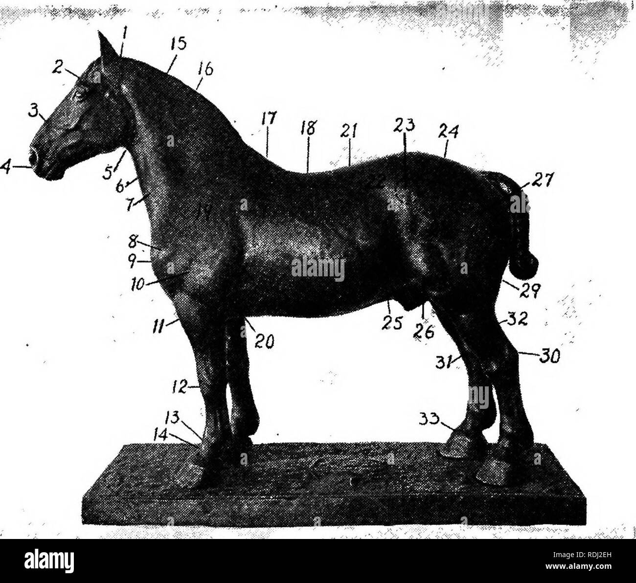 Chest bruise Black and White Stock Photos & Images Alamy