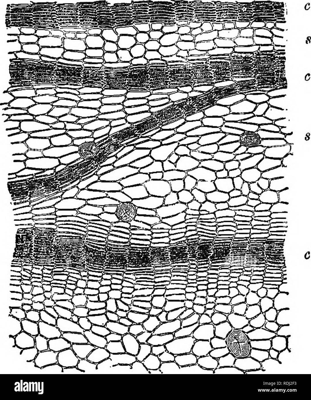 . Outlines of plant life with special reference to form and function
