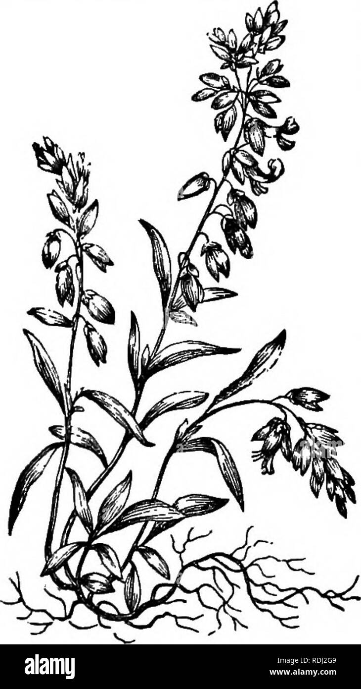 . Botany for academies and colleges: consisting of plant development and structure from seaweed to clematis. Botany; 1889. Fig. 185.—Milkwort {Polygala vulgaris). Fig. 184.—Bryonia dioicay cf and ? pl.ante. tells US, in his &quot;Vegetable Phj'si- ology,&quot; of plants in which pollen- grains are produced in the ovule it- self One step further, and we see 294. Parthenogenesis, or Virgin parentage, already defined (40). Spallanzani (,he latter part of the last century) found that the S flowers of the Hemp (which is dioecious) pro- duce perfect seeds without the aid of pollen ; Naudin and Deca Stock Photo