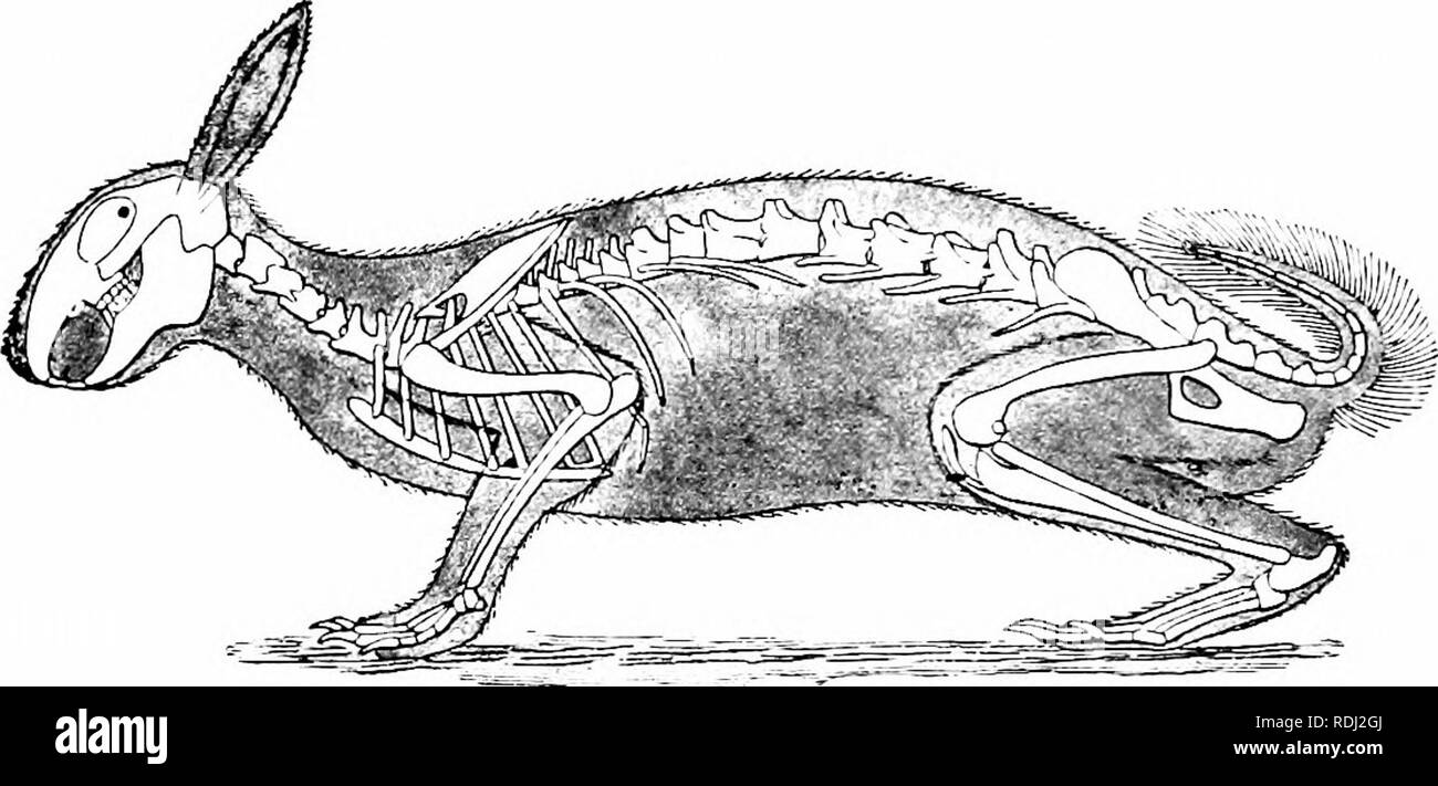 Elements of zoology, to accompany the field and laboratory study of animals. Zoology. 432 ZOOLOGY life, and are not formed, once for all, like our teeth. In addition to plant materials, Elements of zoology, to accompany the field and laboratory study of animals. Zoology. 432 ZOOLOGY life, and are not formed, once for all, like our teeth. In addition to plant materials,