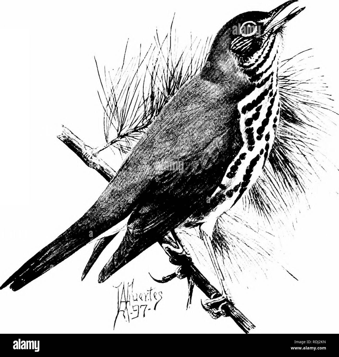 . Elements of zoology, to accompany the field and laboratory study of animals. Zoology. TIJH ENGLISH SPARROW 415 the centre of gravity is quickly shifted. In starting to fly, tlie bird gains an initial velocitj', if on the ground, bj' springing into the air, or if on a tree, by combining the velocity due to gravity with a pushing from the limb; but acjuatic birds strike the. Fig. .38G. — Wood-thrush {Turdus nuistclinus). surface of the water with their -nings. The best fliers have relatively large, j^ointed wings. Three methods of flight are employed by birds when once in the air: (a) stroking Stock Photo