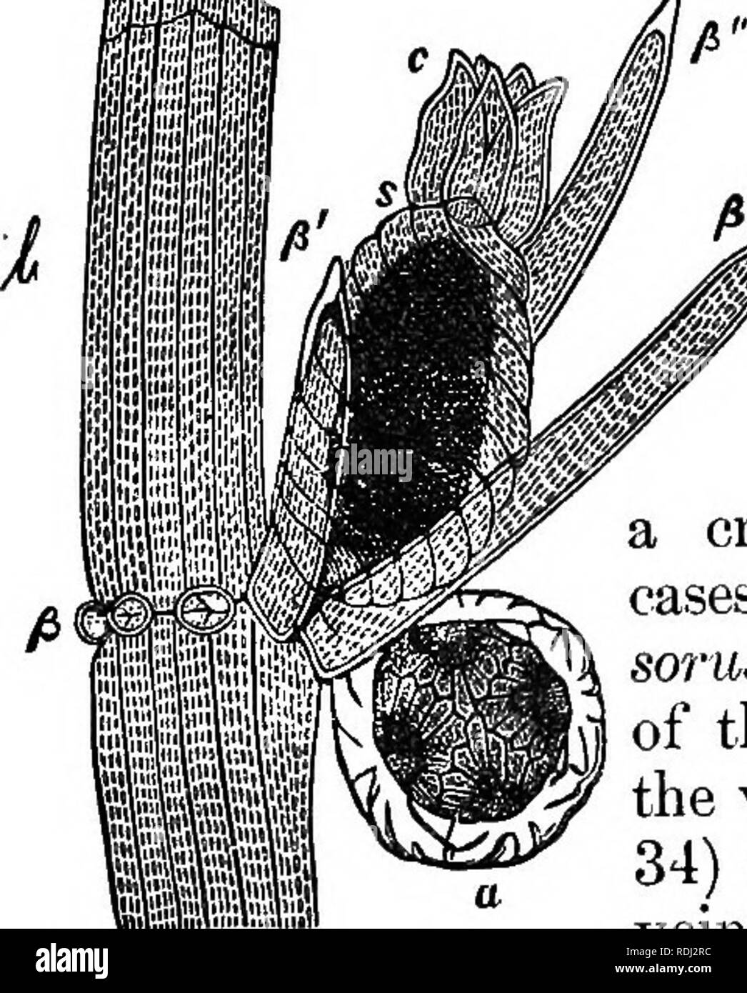 . Botany for academies and colleges: consisting of plant development and structure from seaweed to clematis. Botany; 1889. 36 ACADEMIC BOTANY.. 63. The Ferns have leaf- like fronds -which bear the spores, though the spore-bear- ing fronds are often trans- 7 formed, as in the Osmunda (Fig. 33). The fronds are forJe-vdned (Fig. 33, a) and cirdnate in bud,—rolled like isier (Fig. 34). The spore- cases are in groups called Sori (L. so7'us, a heap), on the under surface of the frond; either at the end of the veins and near the margin (Fig. 34) or variously arranged along the veins (Figs. 33,35). Th Stock Photo