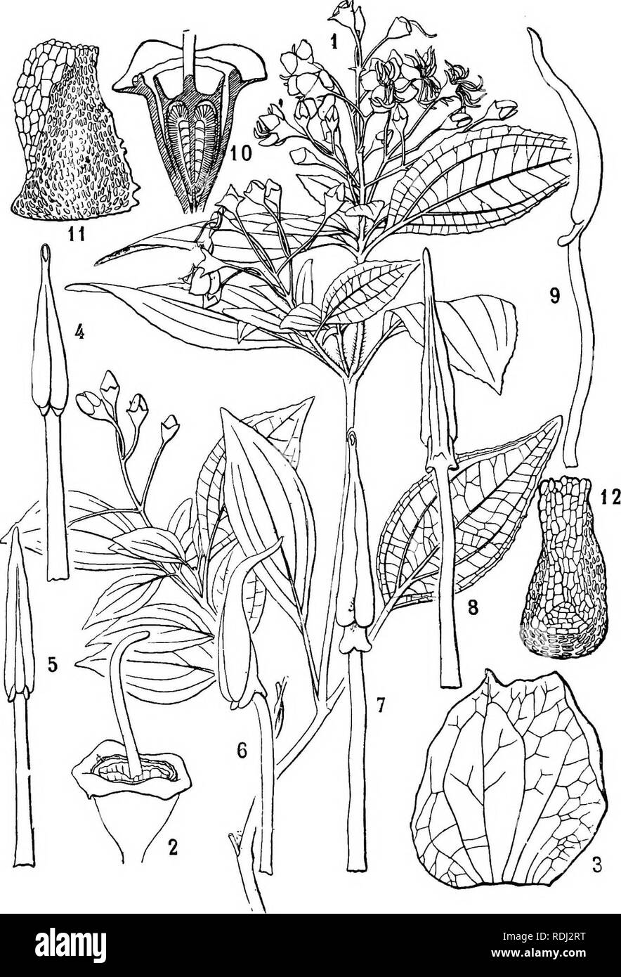 . Icones plantarum formosanarum nec non et contributiones ad floram formosanam; or, Icones of the plants of Formosa, and materials for a flora of the island, based on a study of the collections of the Botanical survey of the Government of Formosa. Botany. 122 MELASTOMACE^.. Fig. 20. Bredia Oldhami Hook, f. 1, a branch; 2, a flower, stamens and petals taken ofE; 3, u petal; 4, 5, 6, stamens of one kind, seen from difierent sides; 7, 8, 9, stamens of the other kind, seen from different sides; 10, an ovary, in vertical section; 11, 12, seeds, seen from difEerent sides. 1, x §; 2-12 more or less m Stock Photo