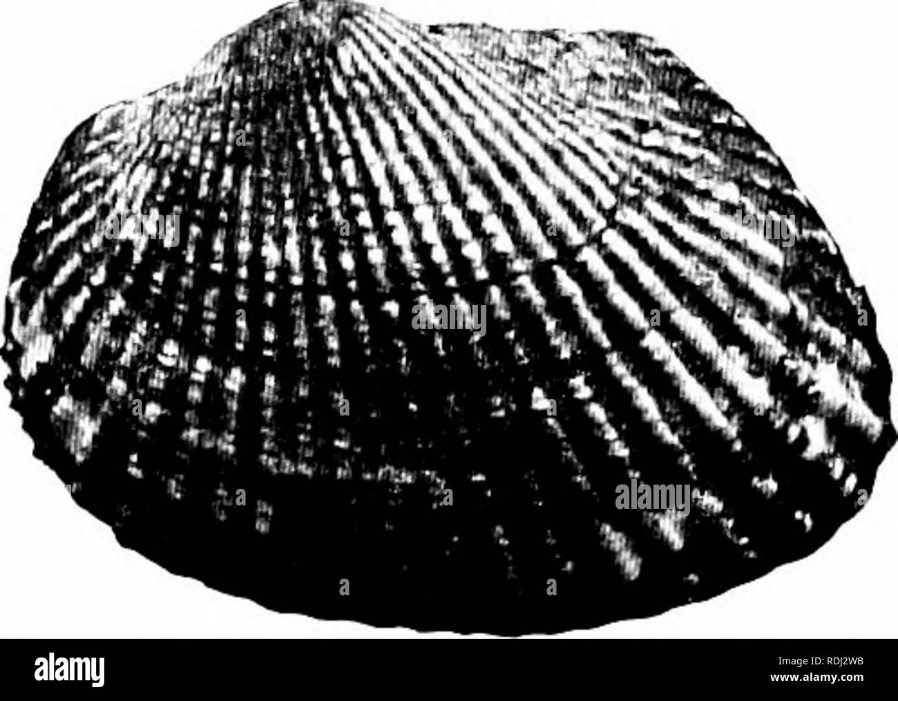 . Elements of zoology, to accompany the field and laboratory study of animals. Zoology. 234 ZOOLOGY shell was used as money (&quot; wampum &quot;) by the Indians. The shell is extremely heavy, and usually nearly circular in outline (Fig. 223). The arks (Arcidae ^) and their allies include several species hav- ing a more or less elongated hinge-joint crowded with many small teeth. Our common East- ern species {Area pexata, Fig. 224) has bright red blood and is commonly known as the &quot; bloody clam.&quot; The mussels (MytilidiB ^) are the familiar blue black, wedge-. FiG. 224.—Area pciata, th Stock Photo