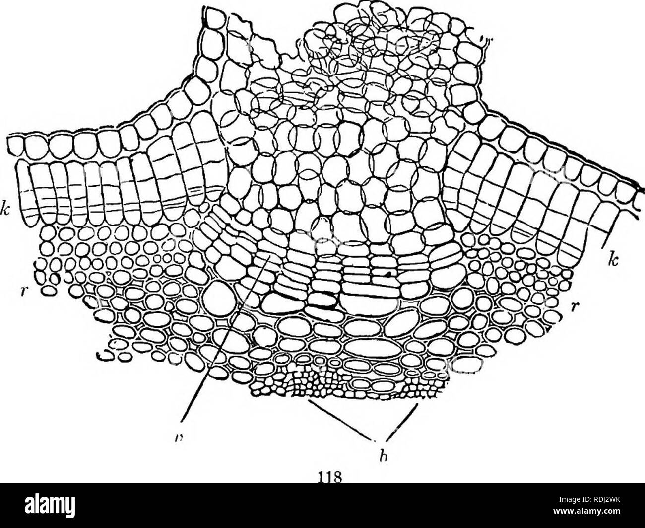 lenticel diagram