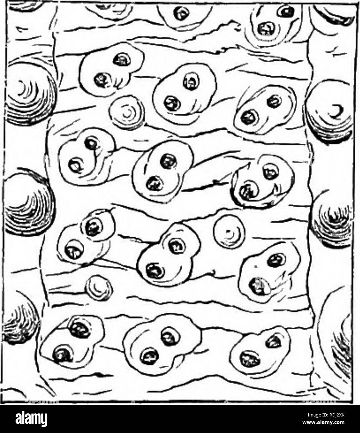 Fibres under microscope hires stock photography and images Alamy