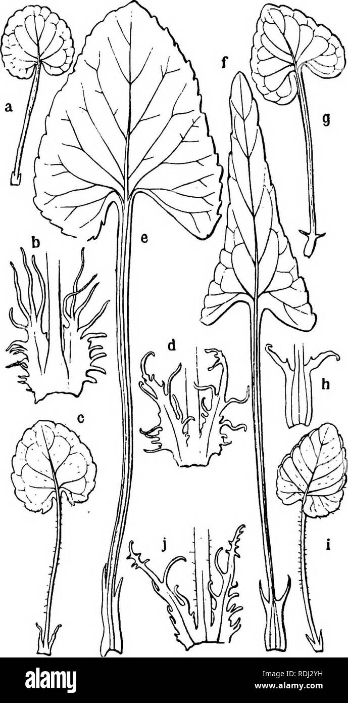 . Icones plantarum formosanarum nec non et contributiones ad floram formosanam; or, Icones of the plants of Formosa, and materials for a flora of the island, based on a study of the collections of the Botanical survey of the Government of Formosa. Botany. 24 VIOLACE^.. Fig. 8. Viola spp., leaves and stipules. a, b = Viola formosana Hayata ; c, d = Viola Nagasauoai Hatata ; e = Viola japonica Lanosd. ; t= Viola Patrinii DC; g, h= Viola verecunda A. Geay ; i, i = Violi diffusa Ding.. Please note that these images are extracted from scanned page images that may have been digitally enhanced for re Stock Photo
