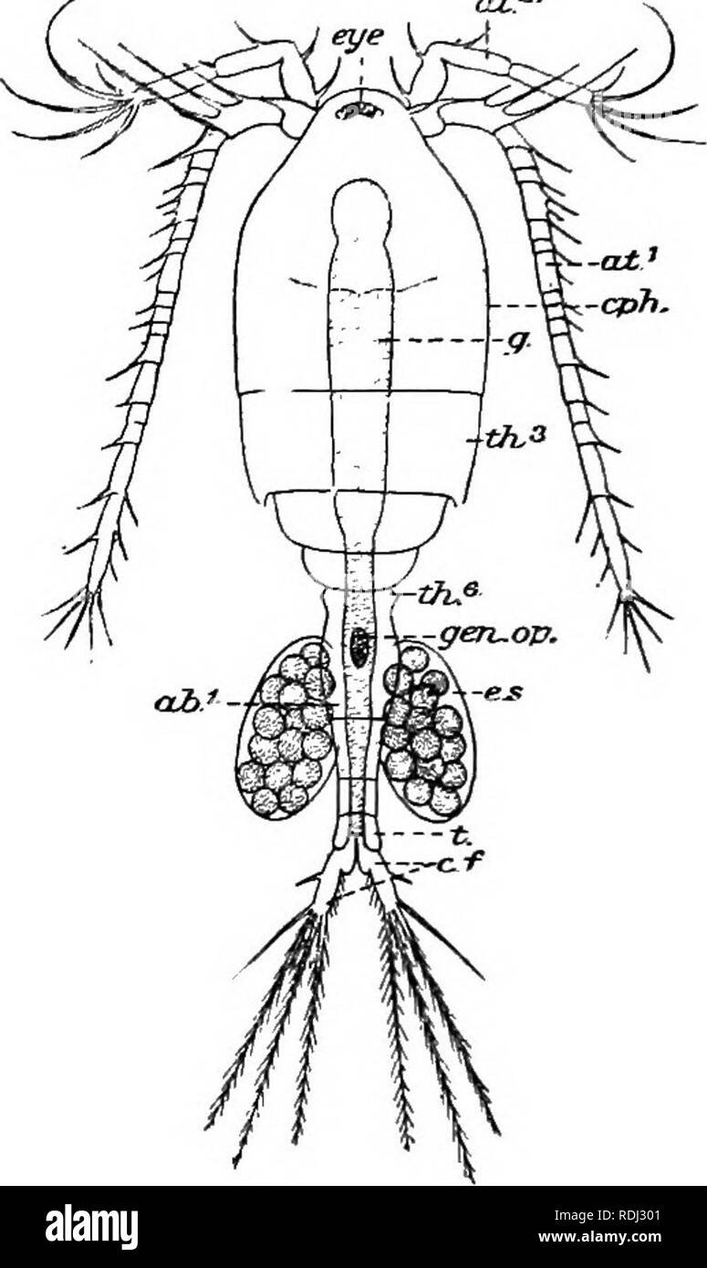 . A manual of elementary zoology . Zoology. Fig. 213.—The Guinea Worm (Dracunculus medinensis). A, Adult female, reduced; J3, larva, much magnified.. Fig. 214.—Cyclops. ad.1, First abdominal segment; a/.1, antennule ; at.^, antenna; c./.% caudal fork; cph,, cephalothorax (fused head and first two thoracic segments) ; c.3-.,   egg sac; eye (single and median); £&quot;., alimentary canal; gcn.op.y genital opening; t., telson; M.3, th.% third and sixth thoracic segments. In comparing this crustacean with the crayfish, note the absence of proventi iculus, paired eyes, uropods, and carapace, the pr Stock Photo