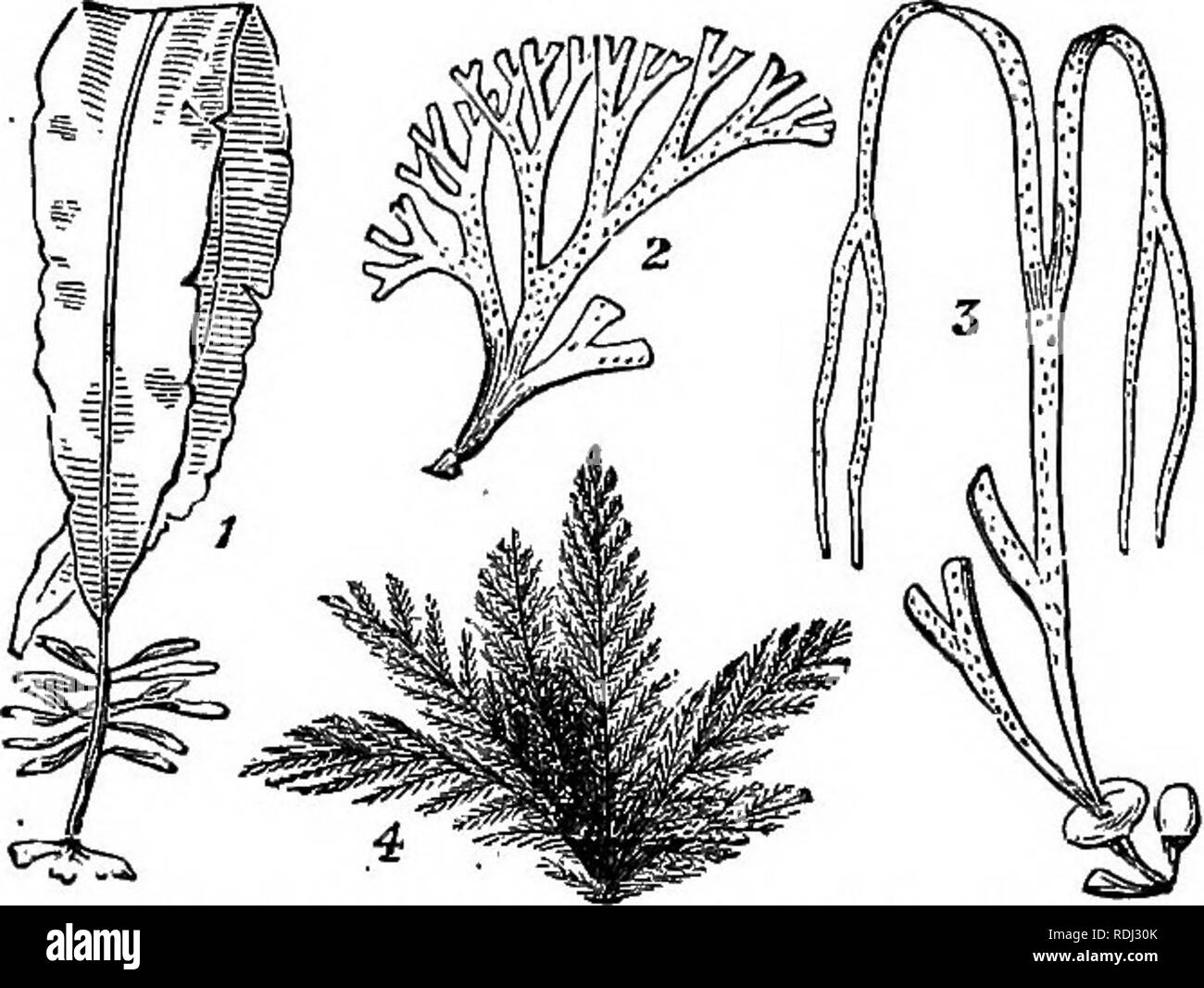 . Botany for academies and colleges: consisting of plant development and structure from seaweed to clematis. Botany; 1889. THALLOGENS FINISHED. 27. Frond (L. frons, frondis, leaf). The terms thallus and frond are usually restricted to those cellular parts which are spreading and leafy in appear- ance ; they are al- ways distinguish- able from the true leaf, however; for they bear the floral organs, whereas the true leaf very rarely bears them. â ,â,â,,,, â . , , â ââ , , . ,â¢' , , Fia. 16.â1, Badderlocks, Alana escvUnta. 2, Dictyoia And they are al- dichotoma. 3, Sea-thong, IJimanihalea lorea Stock Photo