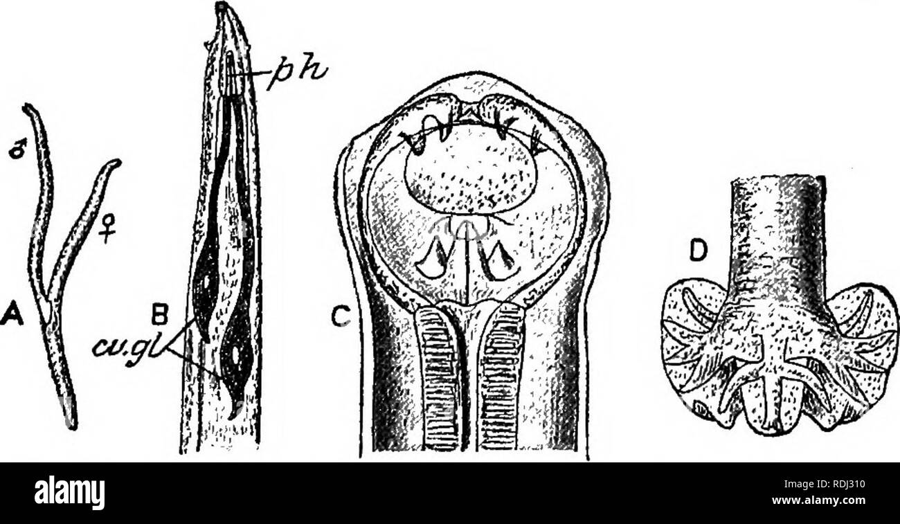 . A manual of elementary zoology . Zoology. Fig. 211.—The Corn-cockle Worm.—From Theobald. A, Cockle gall; C, larvae; in D, gall cut open ; E, larvae magnified. 5. Larva and adults parasitic in different animals, with a free stage. —The Guinea Worm, Dracunculus medinensis. The female, about 90 cm. long, encysts beneath the skin of man, usually in the leg, with the head in the host's foot, causing an abscess. She is viviparous.. Fig. 212.—The Miners' Worm {Ancylostomum duodenale).—From Parker and Haswell, after Leuckart. A, Male and female in caitu ; B, anterior end; C, mouth, with spines; D, h Stock Photo