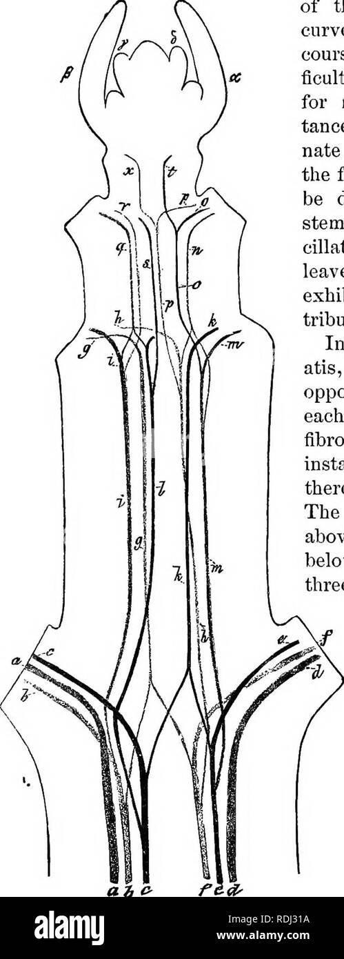 . Physiological botany; I. Outlines of the histology of phÃ¦nogamous plants. II. Vegetable physiology. Plant physiology; Plant anatomy. 126 MINUTE STRUCTURE OF THE STEM. of the fascicles, and they curve considerably in their course, so that it is often dif- ficult to follow the foliar trace for more than a short dis- tance. If the stem has alter- nate leaves, the direction of the foliar traces will of course be different from that in a stem with opposite or verti- cillate arrangement of the leaves. The following figures exhibit the course and dis- tribution in a few eases : â In the leafy shoo Stock Photo