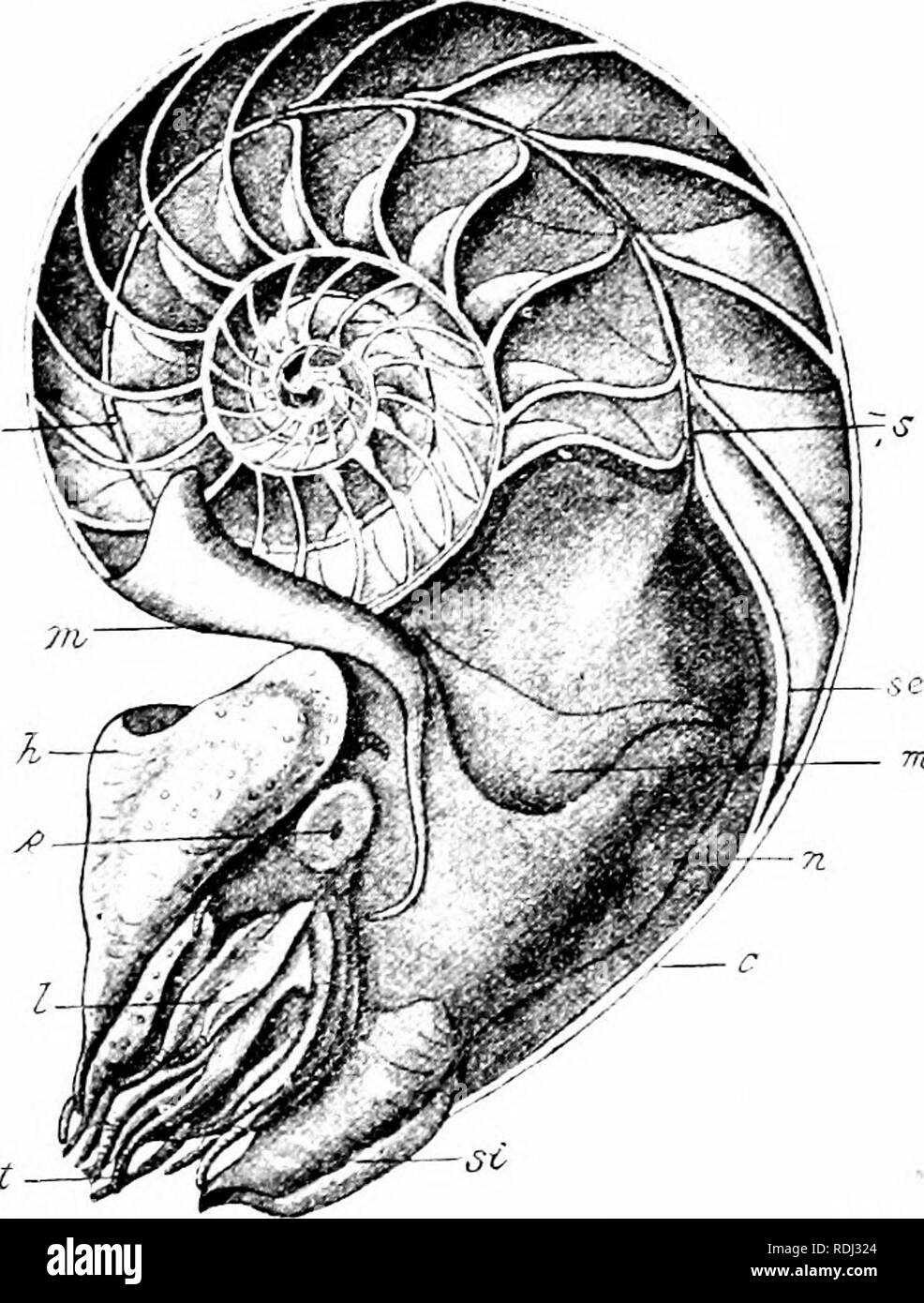 Two section nautilus shell Black and White Stock Photos & Images Alamy