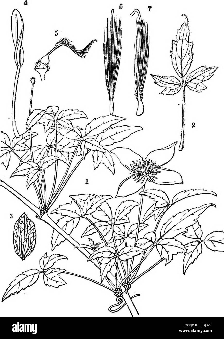 . Icones plantarum formosanarum nec non et contributiones ad floram formosanam; or, Icones of the plants of Formosa, and materials for a flora of the island, based on a study of the collections of the Botanical survey of the Government of Formosa. Botany. EANUNCULACEiE. 6 breve rostrato-acuta, apice attenuata ad stylum. abeuntia, 3^ mm. longa 1^ mm. lata. Hab. Ajisan, leg. B. Hatata et S. Sasaki, Jan. 1912. Differs from the type by the much thinner and less serrate leaves. Clematis insulari-alpina Hayata sp. nov. (Fig. 1.) Scandens, cauHs glaber tenuissime pluri-sulcatus, internodiis 7 cm. lon Stock Photo