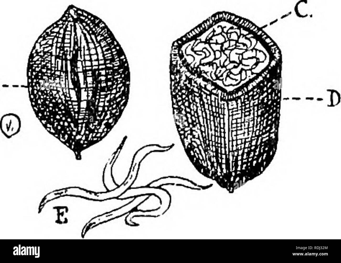 . A manual of elementary zoology . Zoology. THE NEMATODA. PARASITISM 3°3 and live in the body cavity till they become adult, when they escape into damp earth, become sexually mature, and pair. After rain the adults sometimes climb the stems of plants in such numbers as to give rise to the legend of &quot; showers of worms.&quot;. Fig. 211.—The Corn-cockle Worm.—From Theobald. A, Cockle gall; C, larvae; in D, gall cut open ; E, larvae magnified. 5. Larva and adults parasitic in different animals, with a free stage. —The Guinea Worm, Dracunculus medinensis. The female, about 90 cm. long, encysts Stock Photo